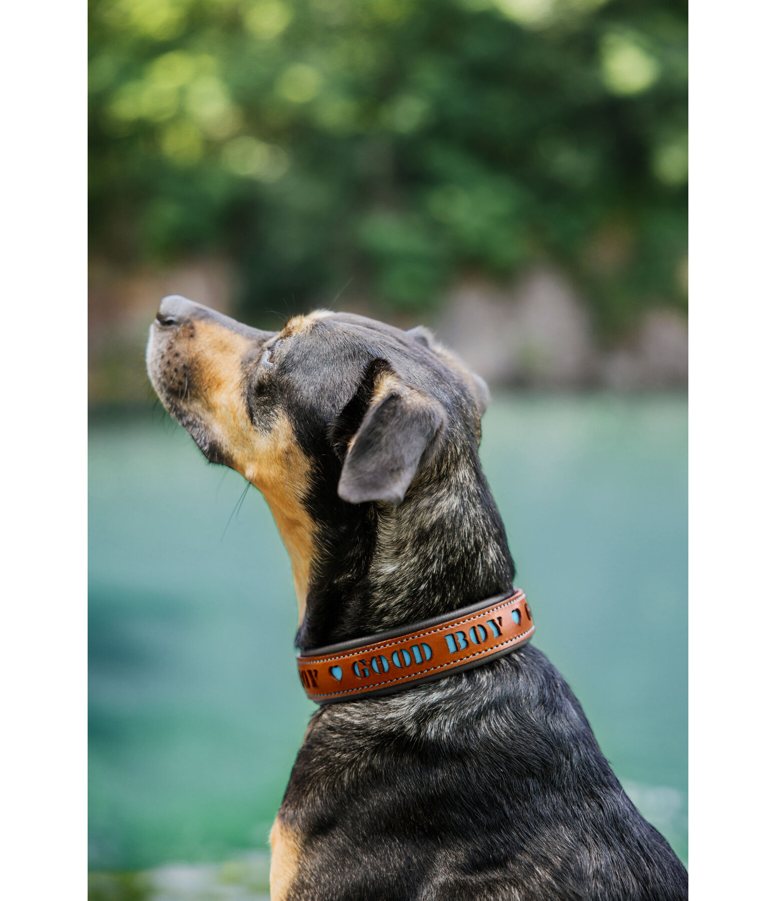 Leather Dog Collar Good Dog