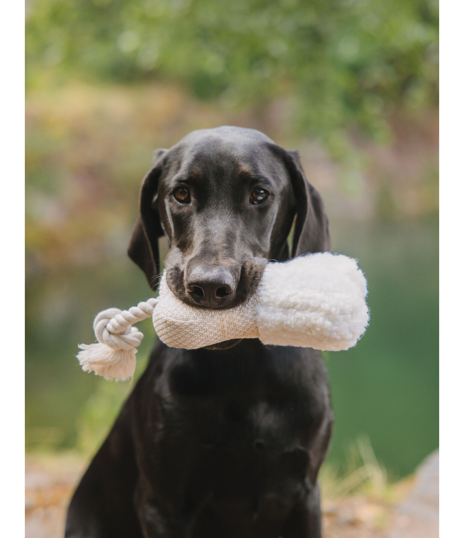 Puppy Toy Edda