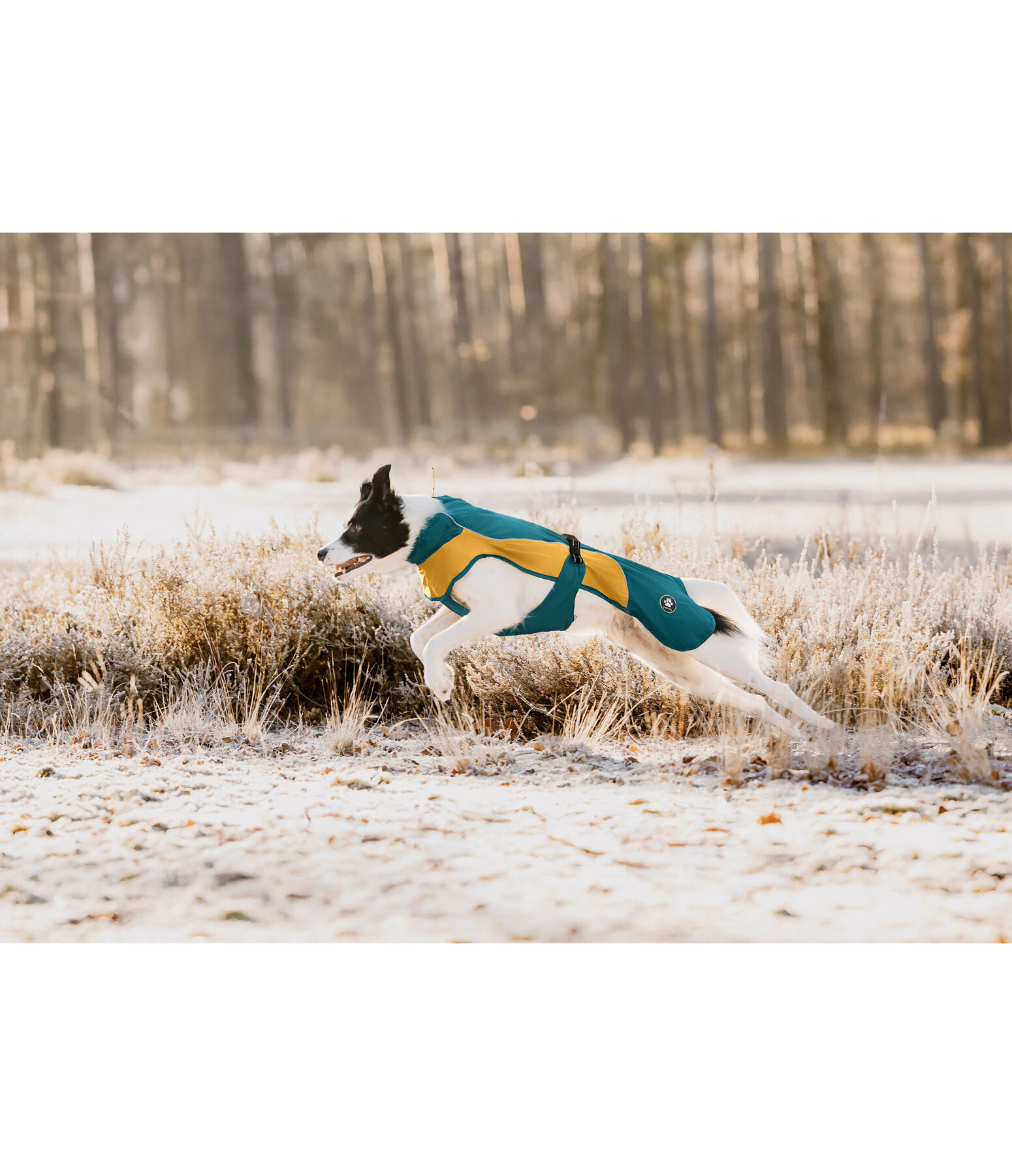 Lightweight Dog Raincoat Alma, 0g