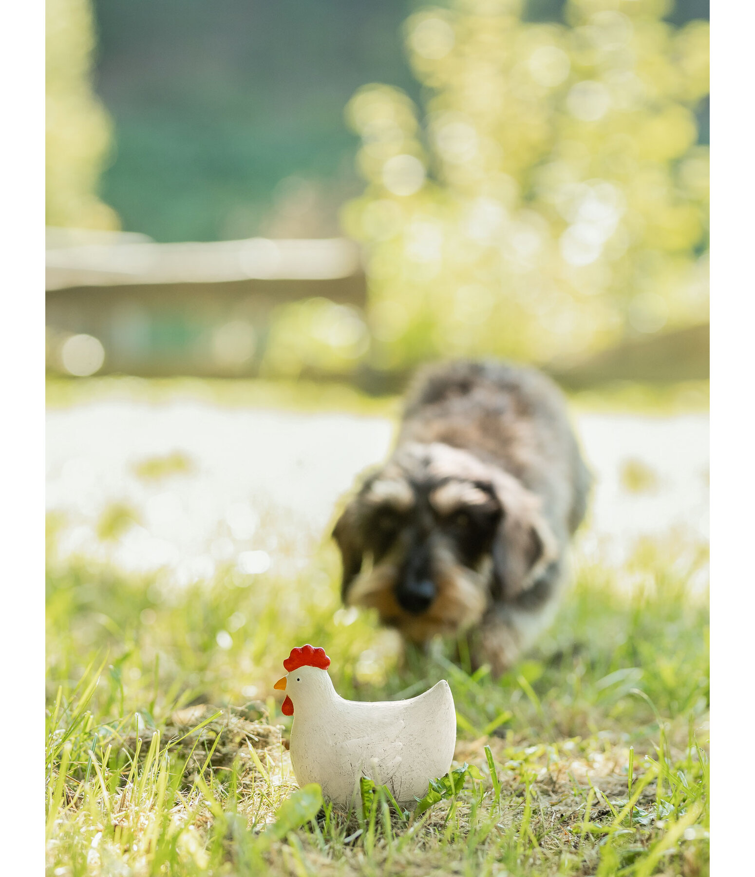 Squeaky Toy Chicken for Dogs