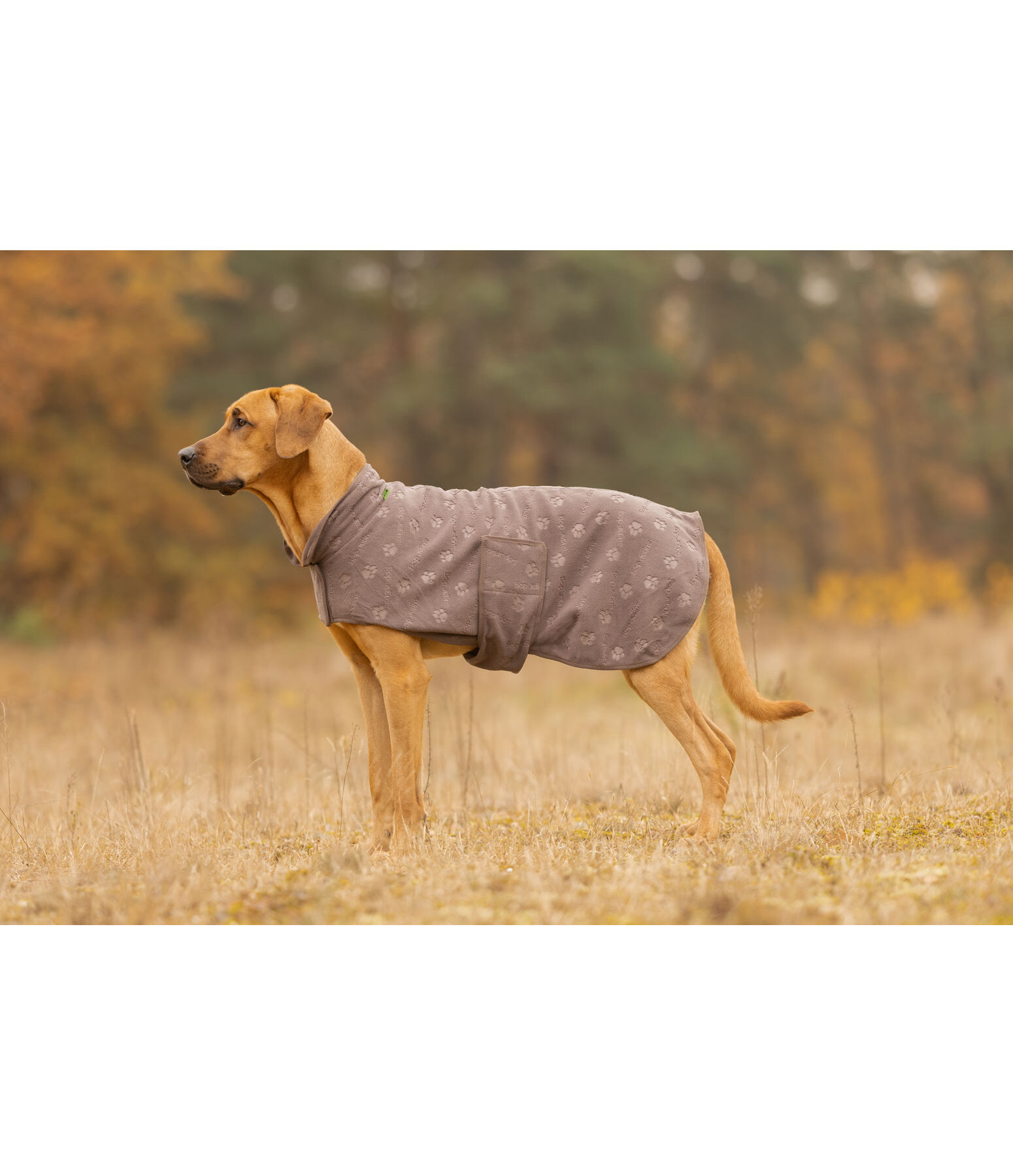 Liner and Fleece Coat Lino