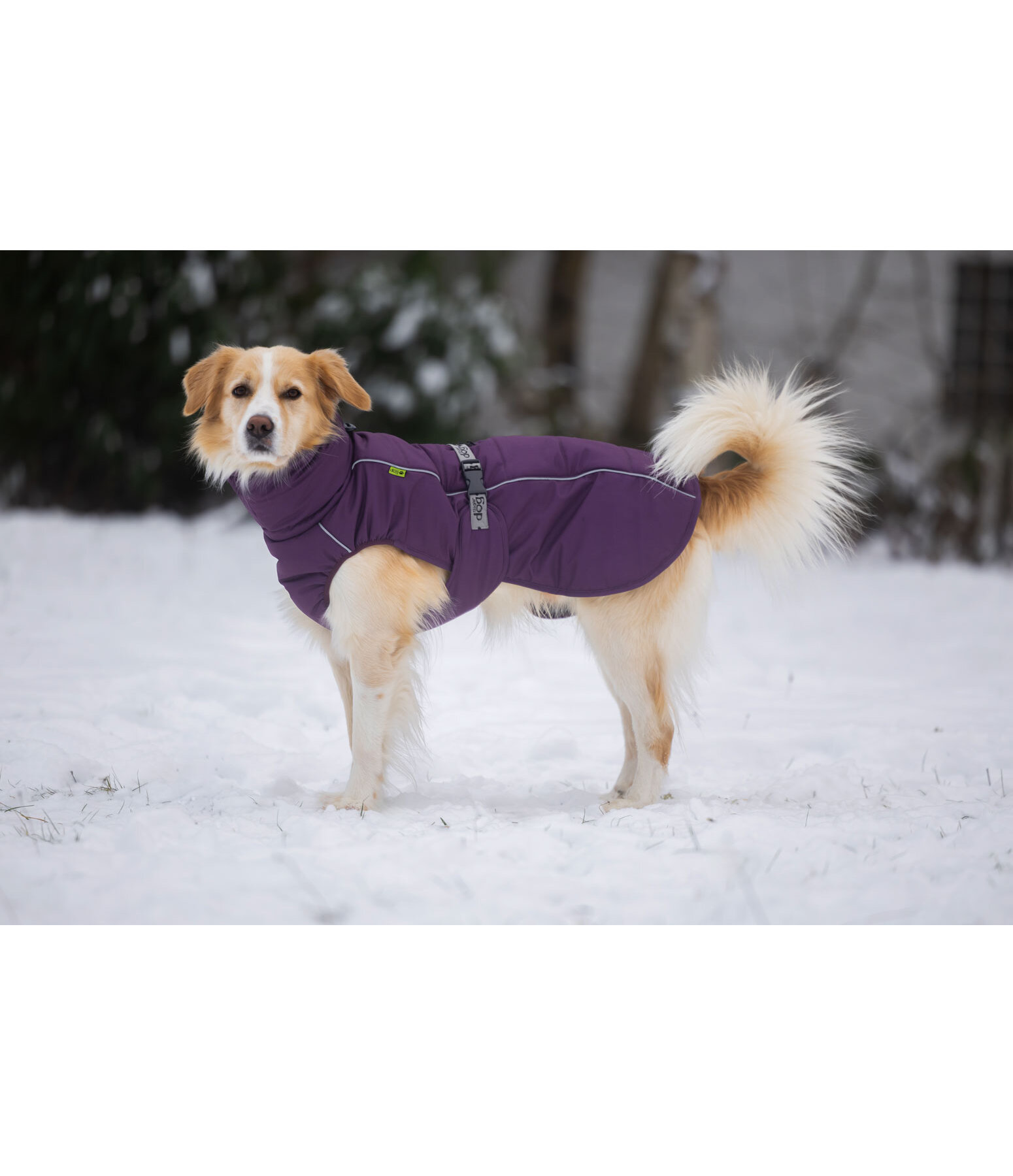 Winter Dog Coat Marlon, 200-300g