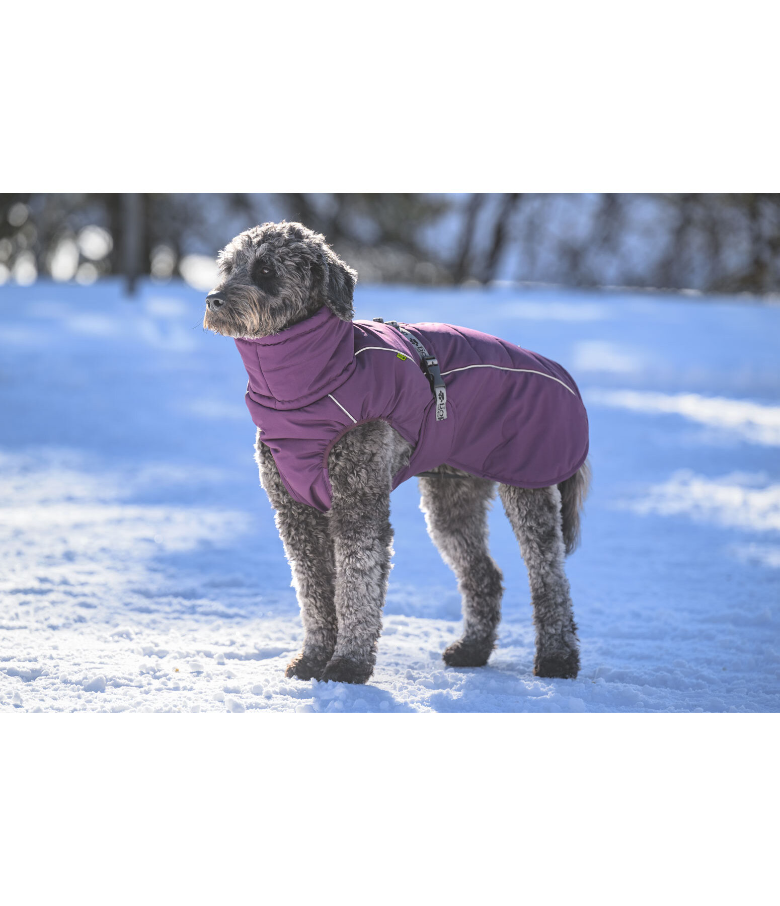 Winter Dog Coat Marlon, 200-300g