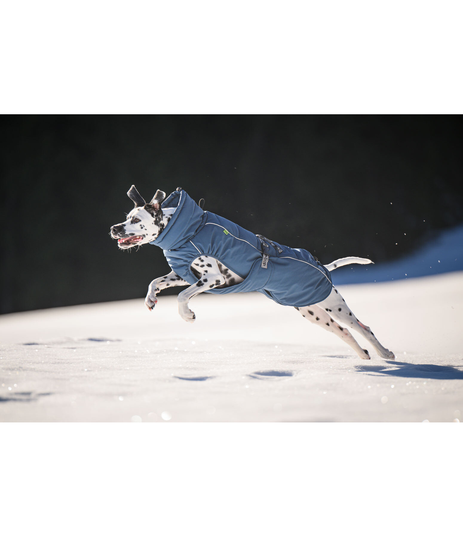 Winter Dog Coat Marlon, 200-300g