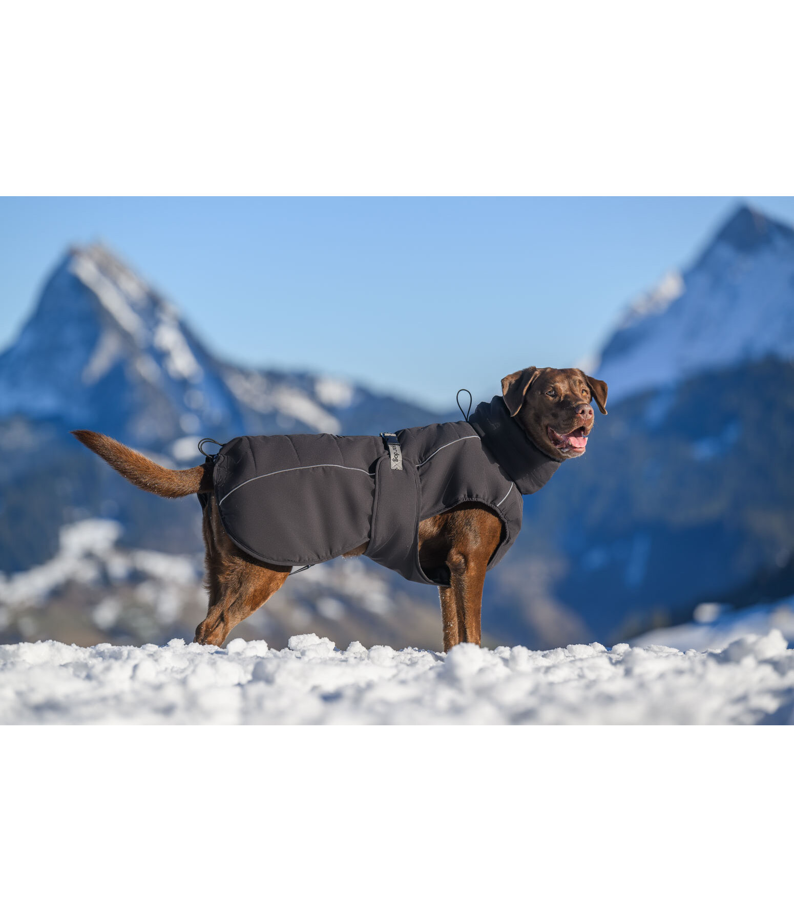 Winter Dog Coat Marlon, 200-300g
