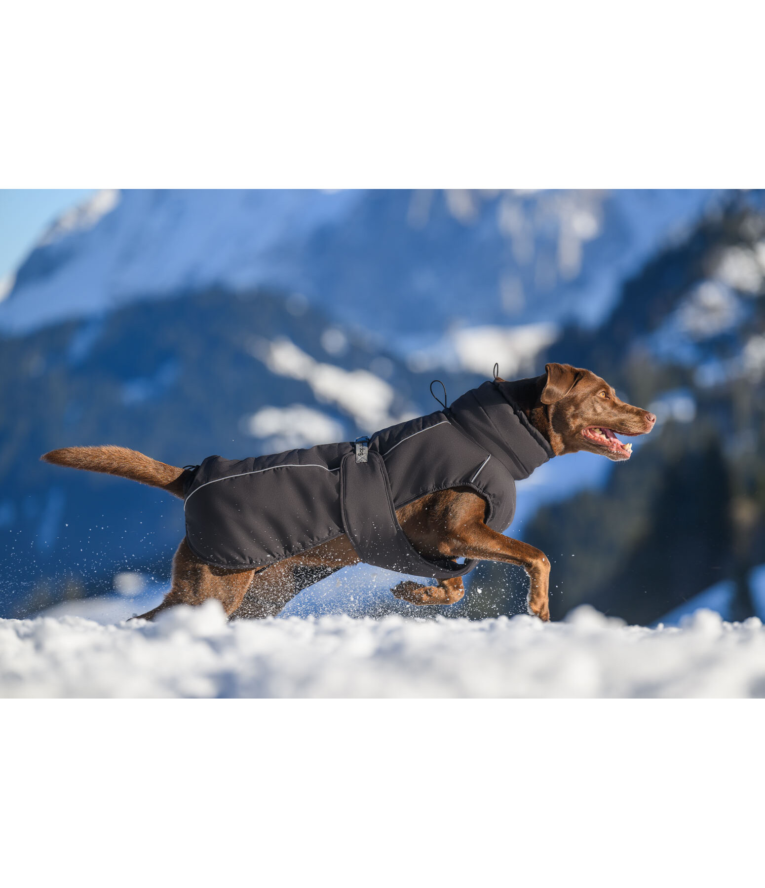 Winter Dog Coat Marlon, 200-300g