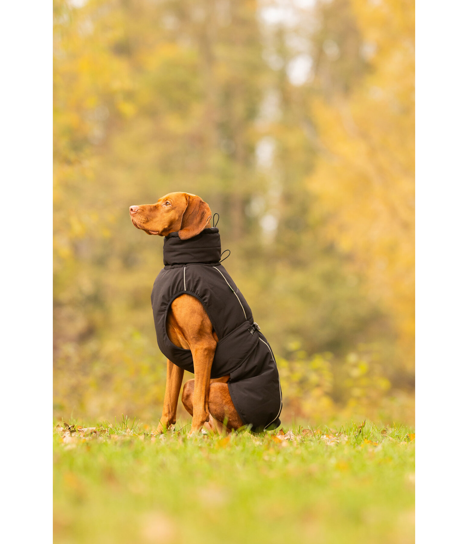 Winter Dog Coat Marlon, 200-300g