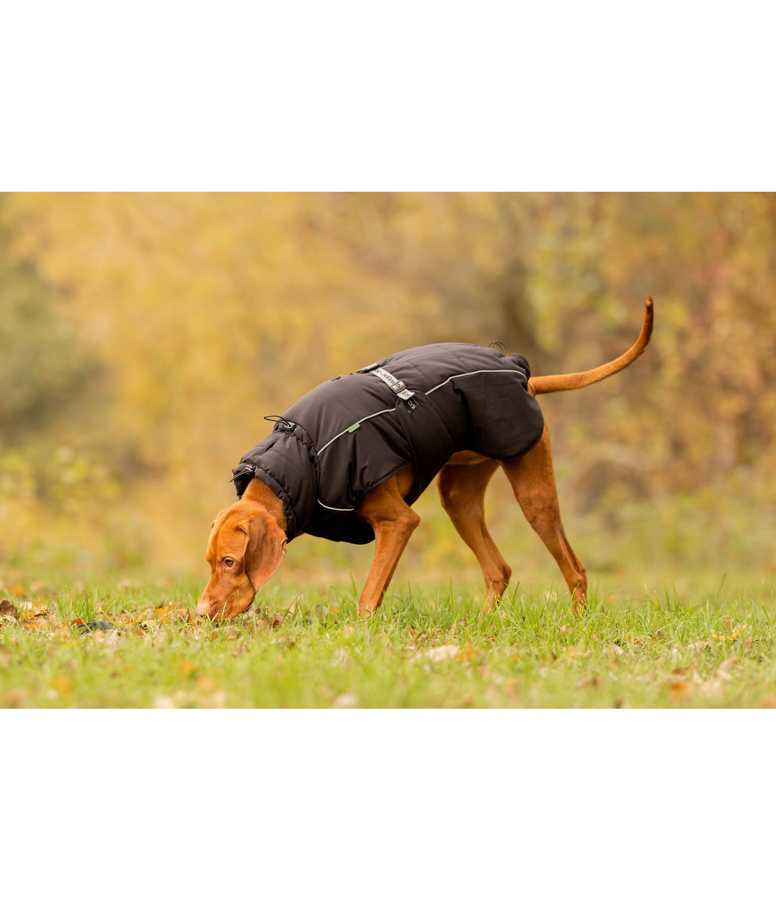 Winter Dog Coat Marlon, 200-300g
