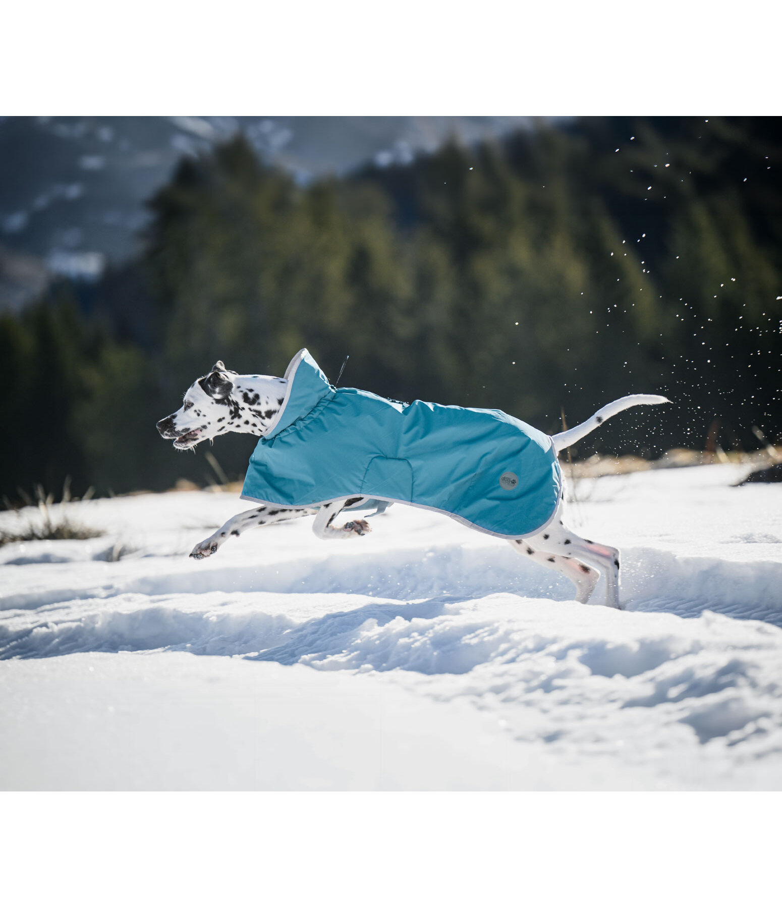 Dog Raincoat Winter Islands, 160g