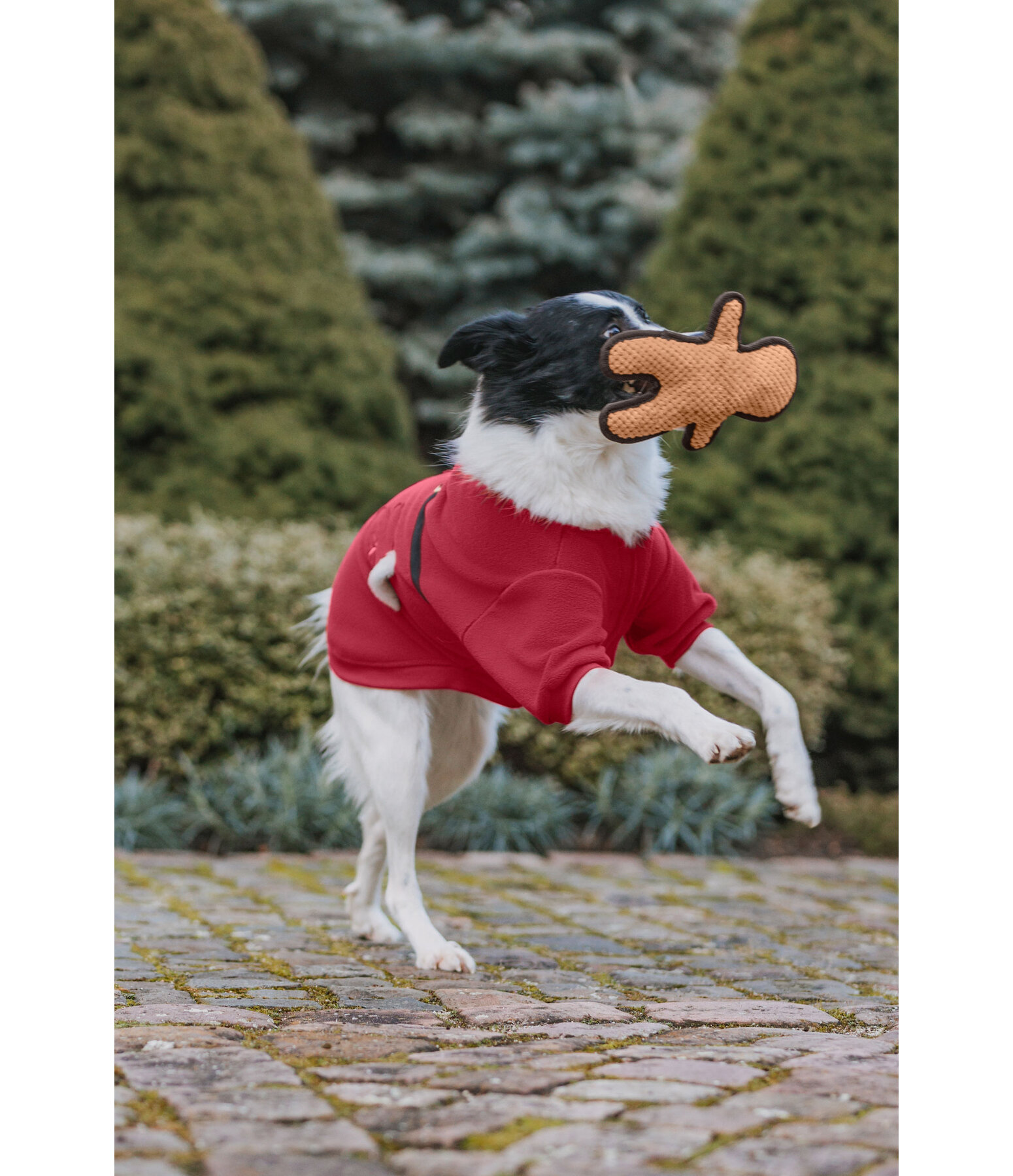 Dog Toy Gingerbread Man