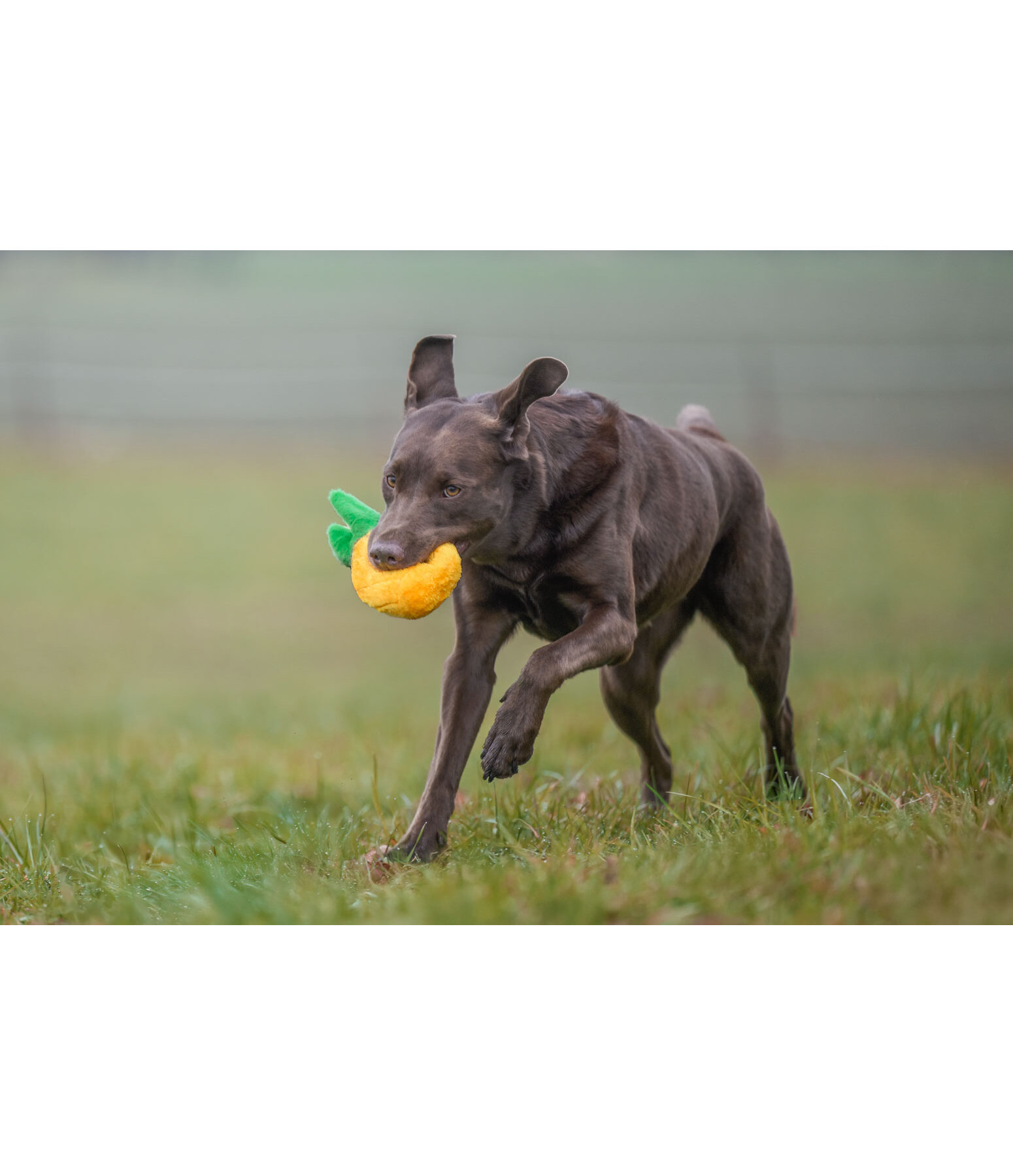 Dog Toy Pineapple