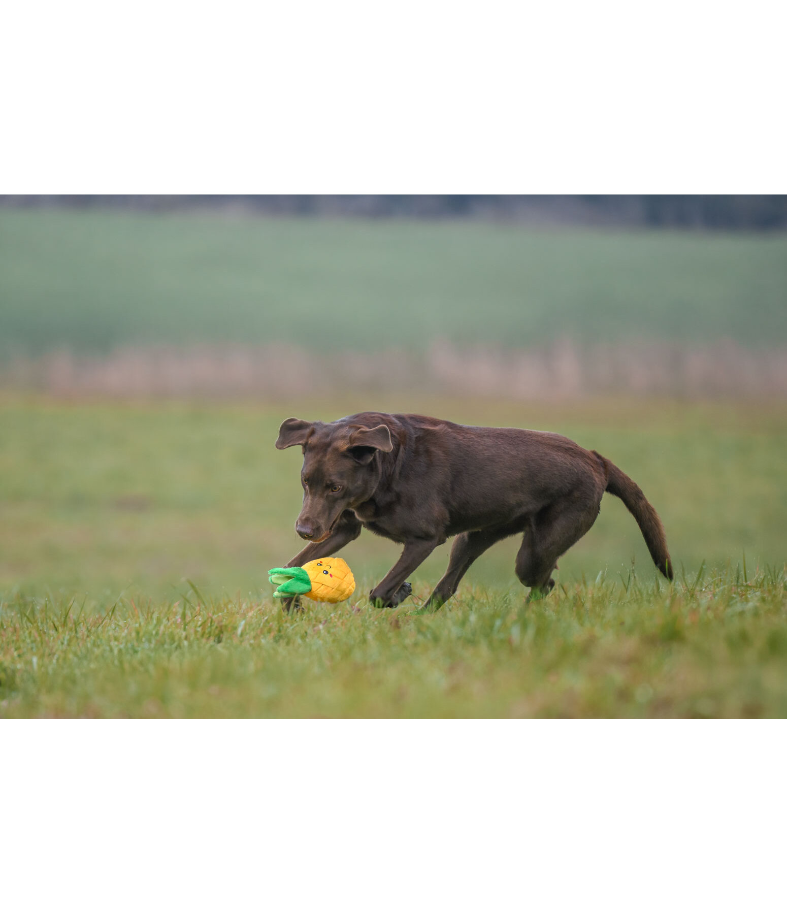 Dog Toy Pineapple