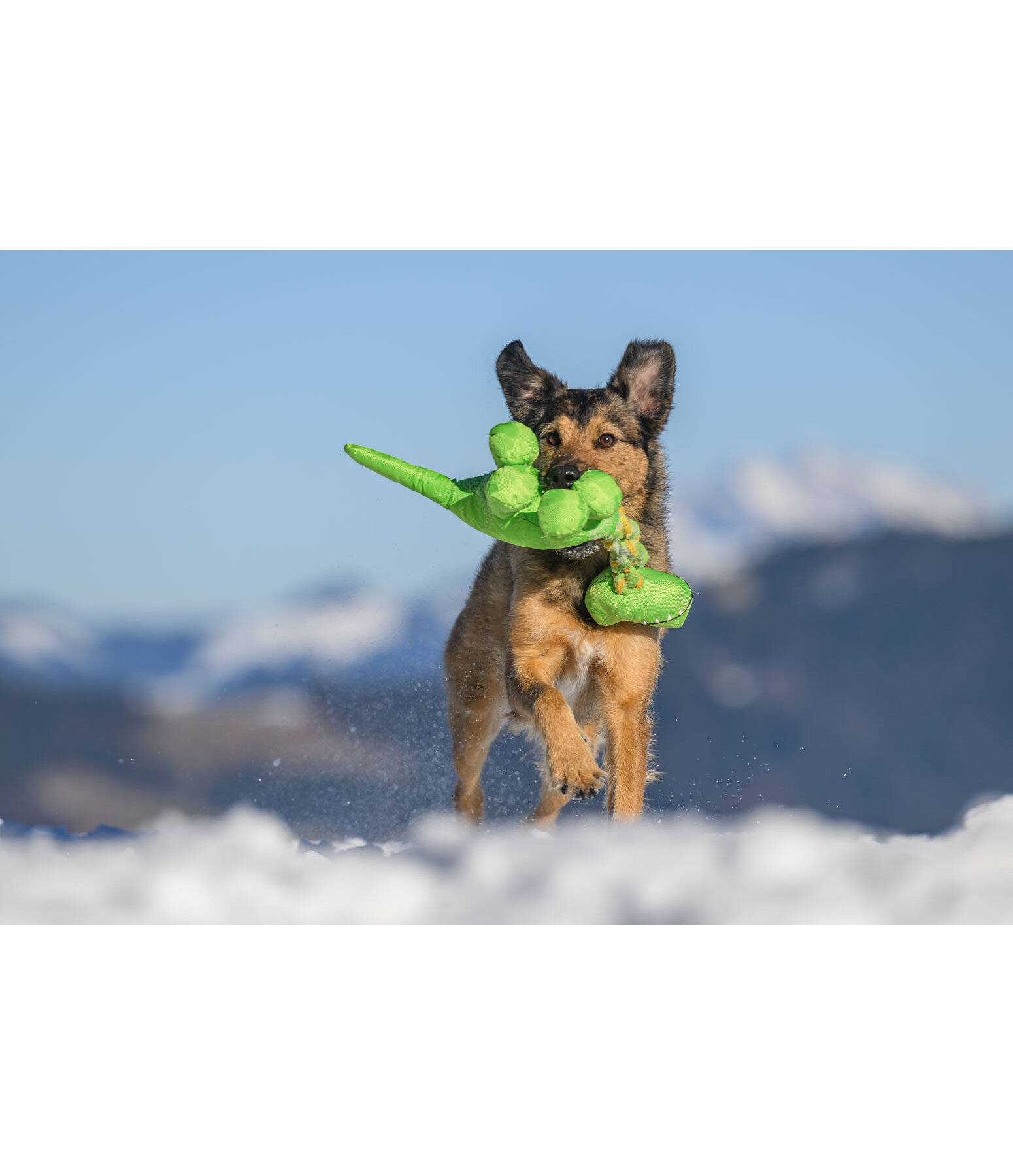 Dog Toy Strong Dino