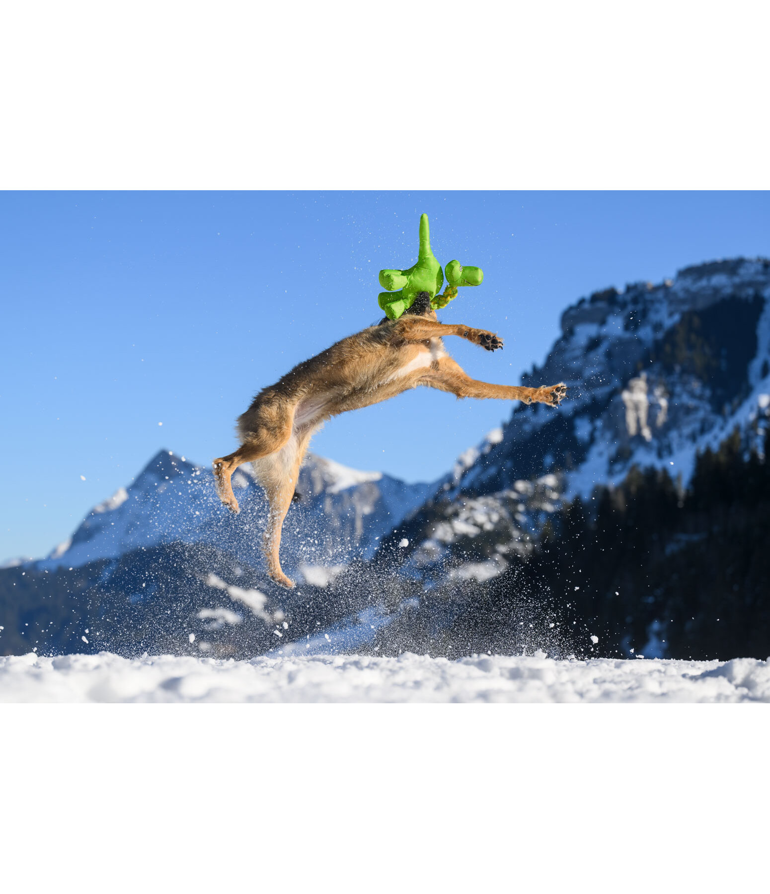 Dog Toy Strong Dino