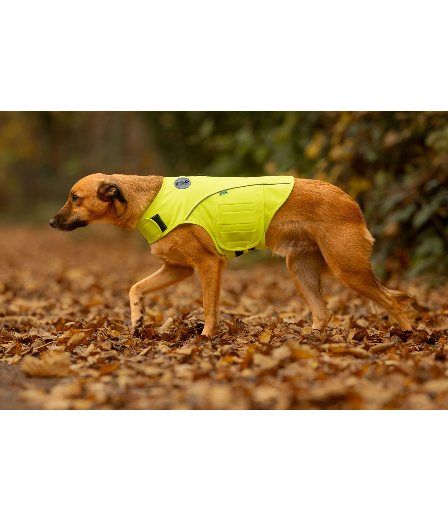 Hi-Vis Dog Vest