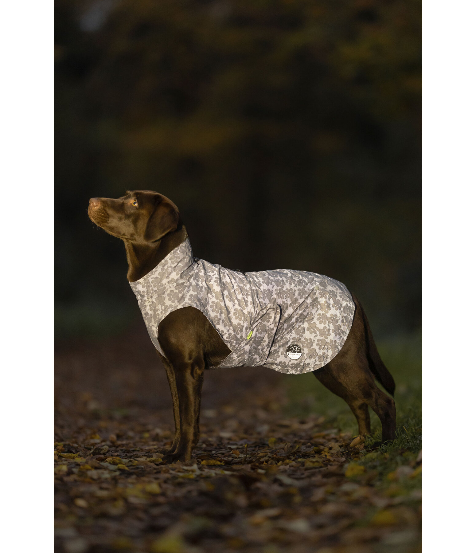 Hi-Vis Reflective Dog Raincoat To Go