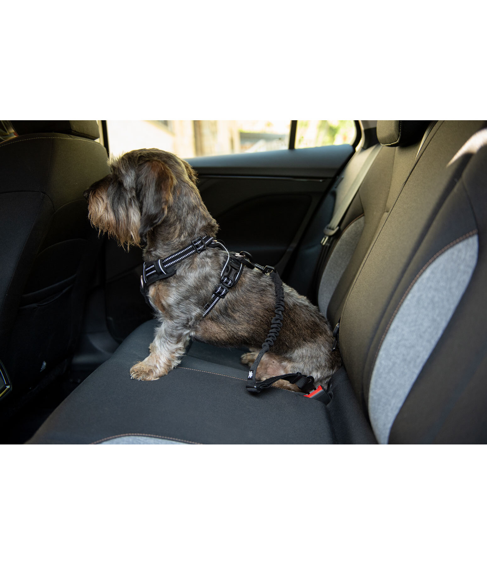 Seatbelt for Dogs