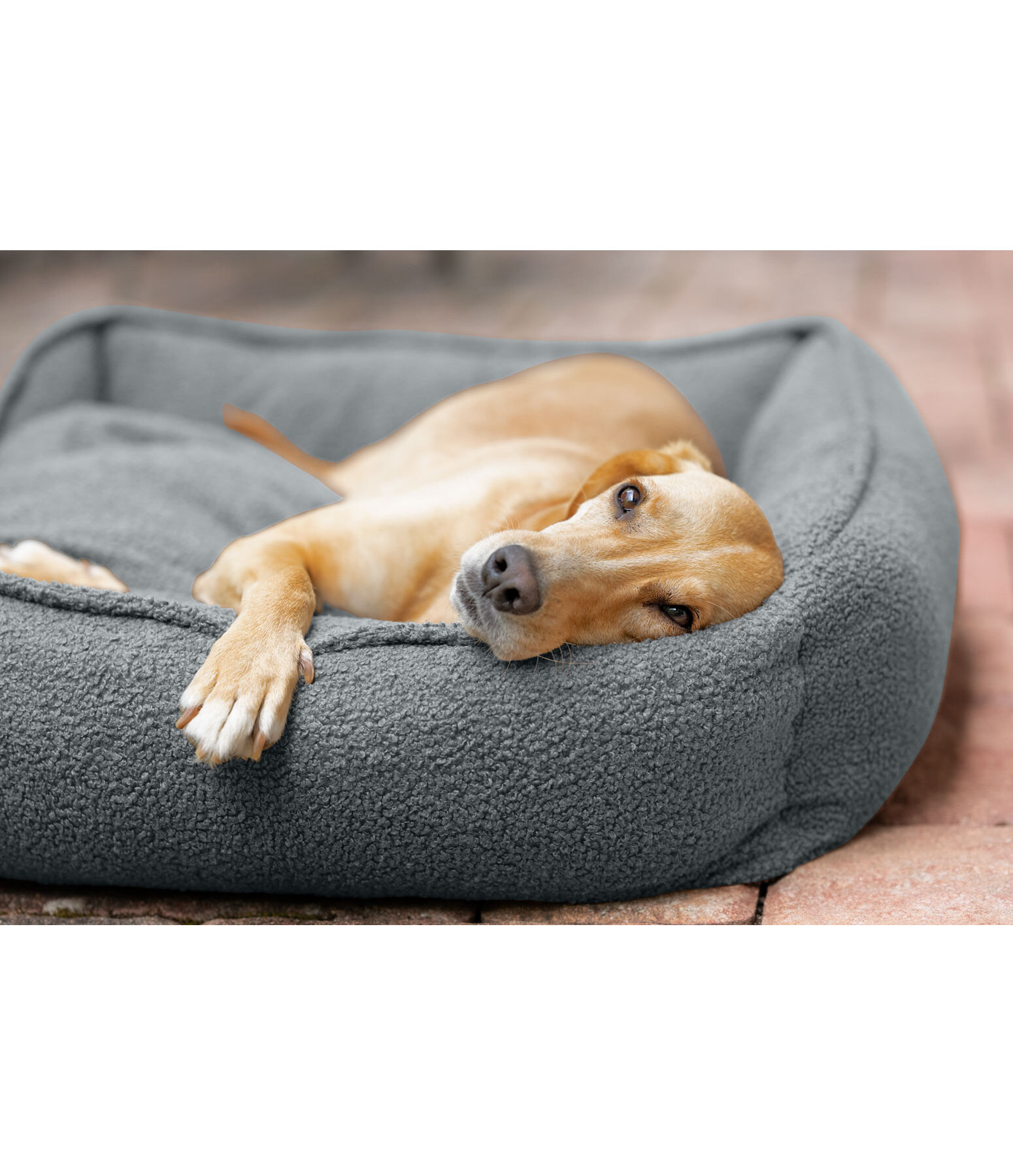 Dog Bed Square