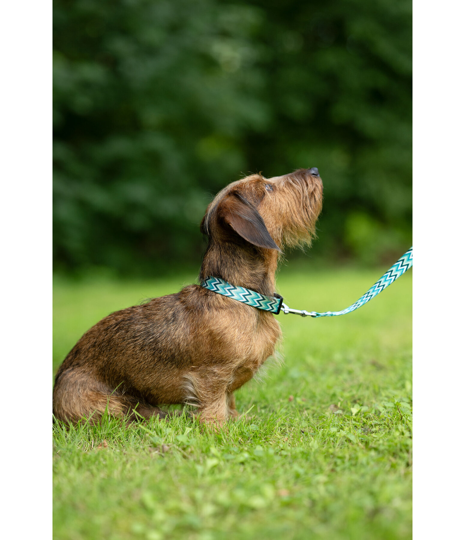 Collar and Lead Set Zap