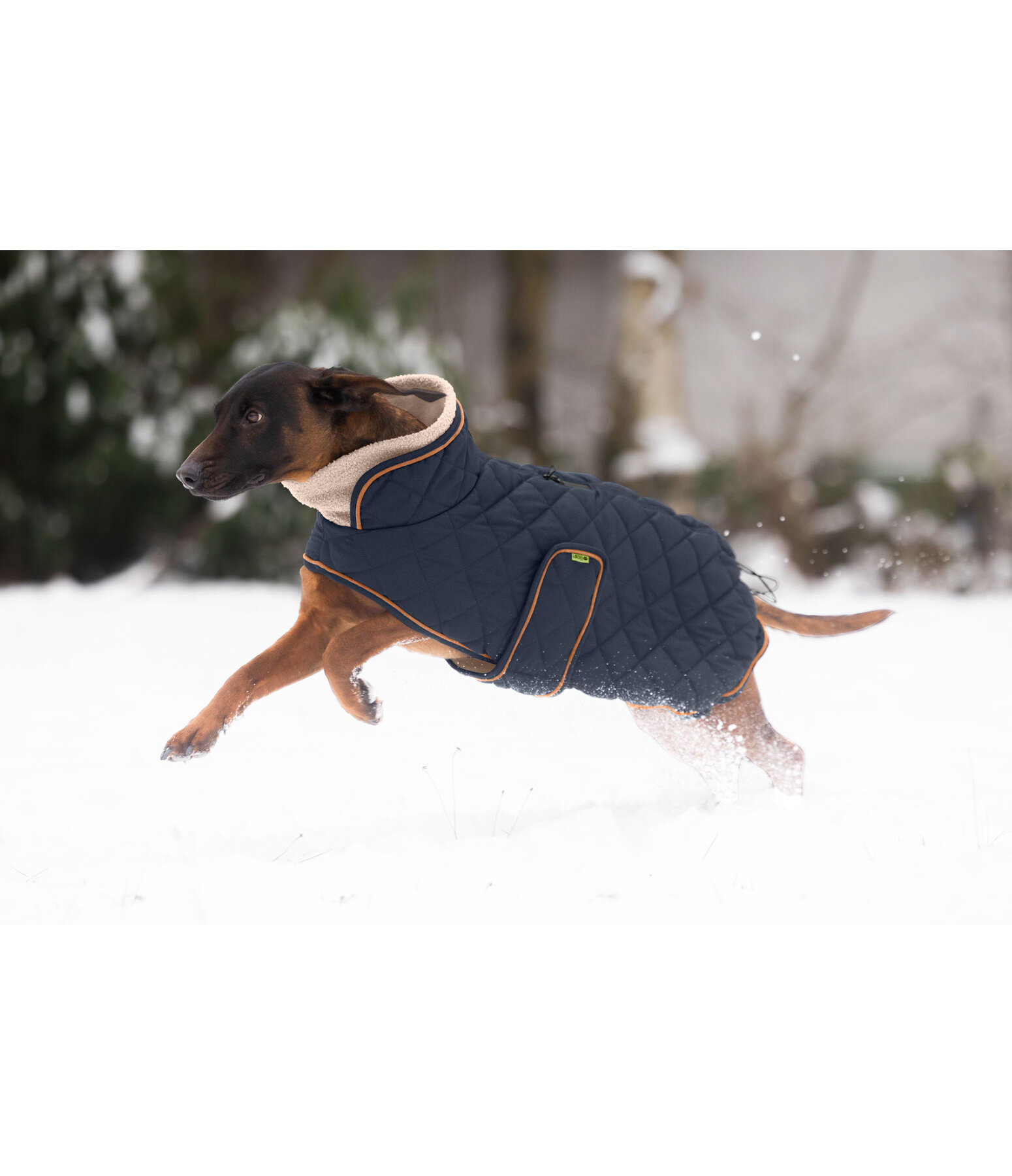 Quilted Dog Coat with Teddy Fleece Lining Holly