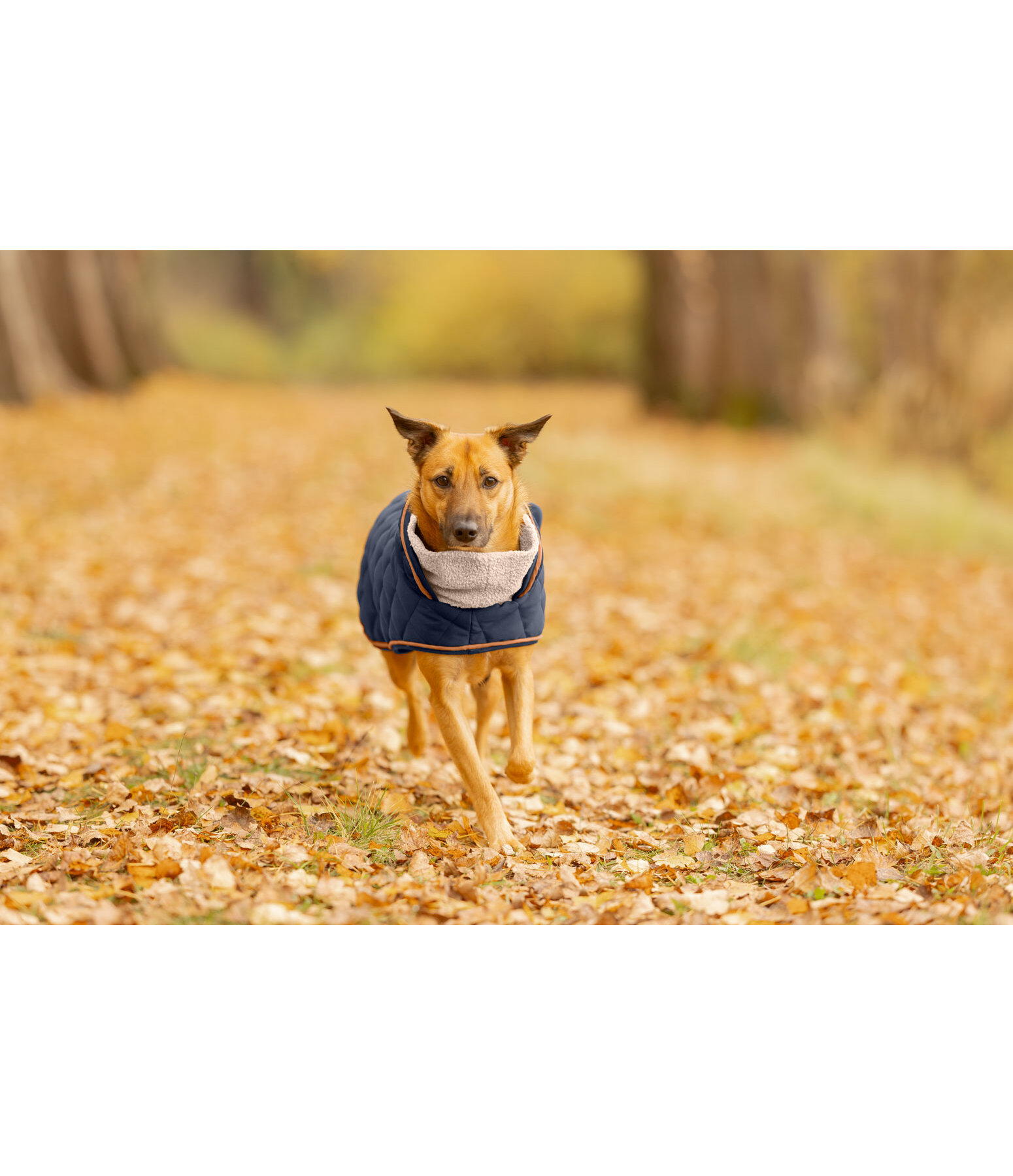 Quilted Dog Coat with Teddy Fleece Lining Holly