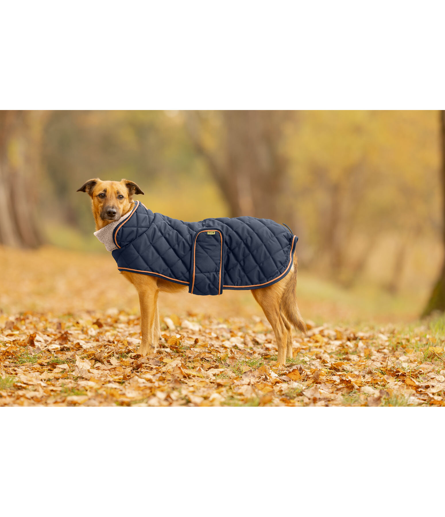 Quilted Dog Coat with Teddy Fleece Lining Holly