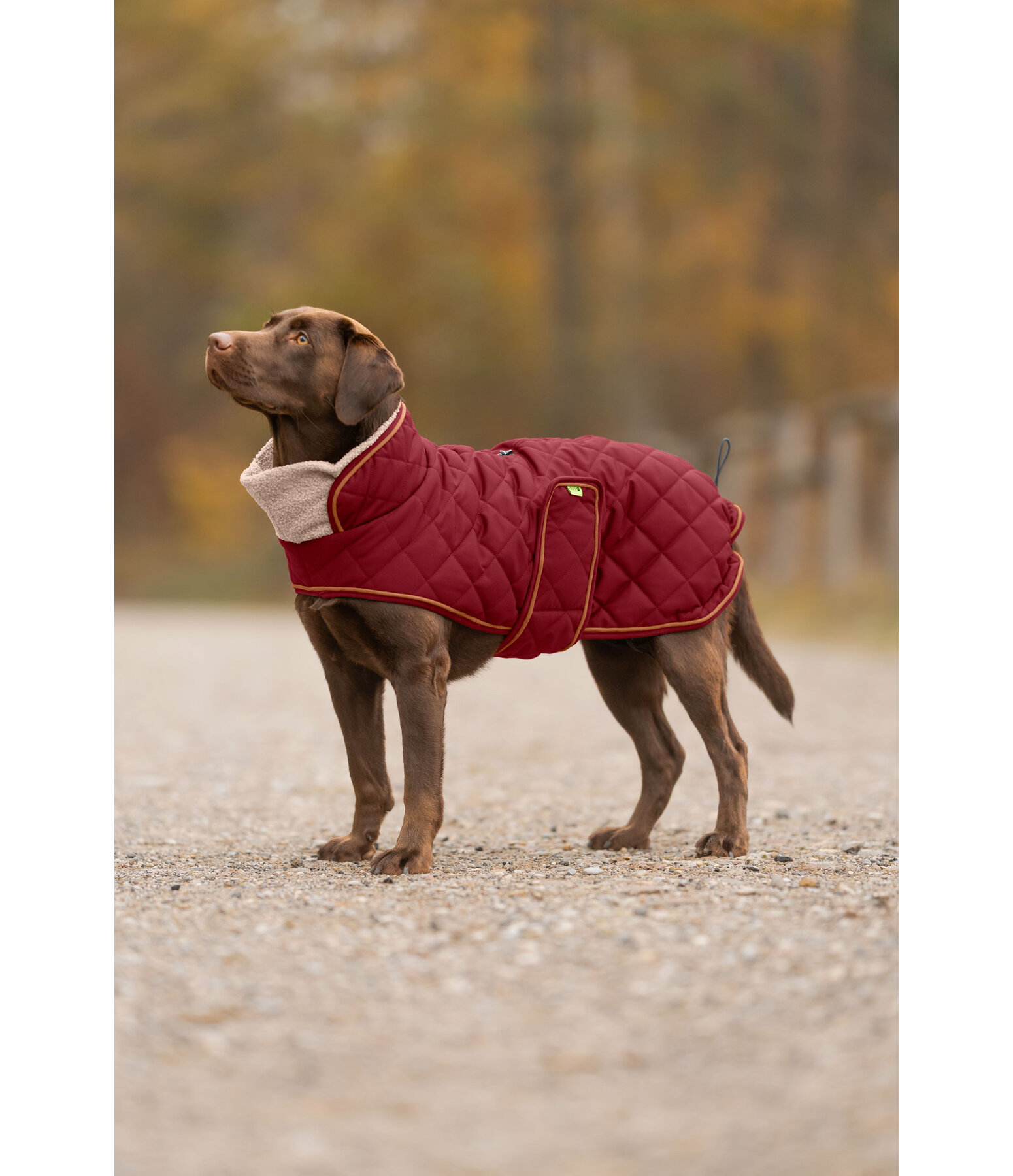 Quilted Dog Coat with Teddy Fleece Lining Holly