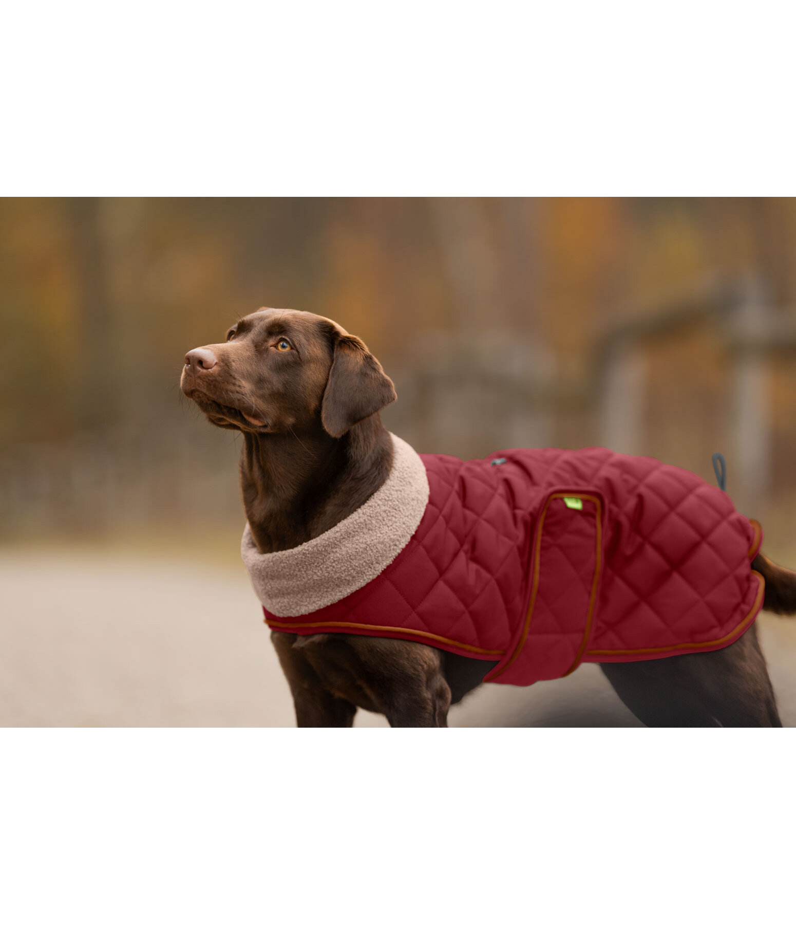 Quilted Dog Coat with Teddy Fleece Lining Holly