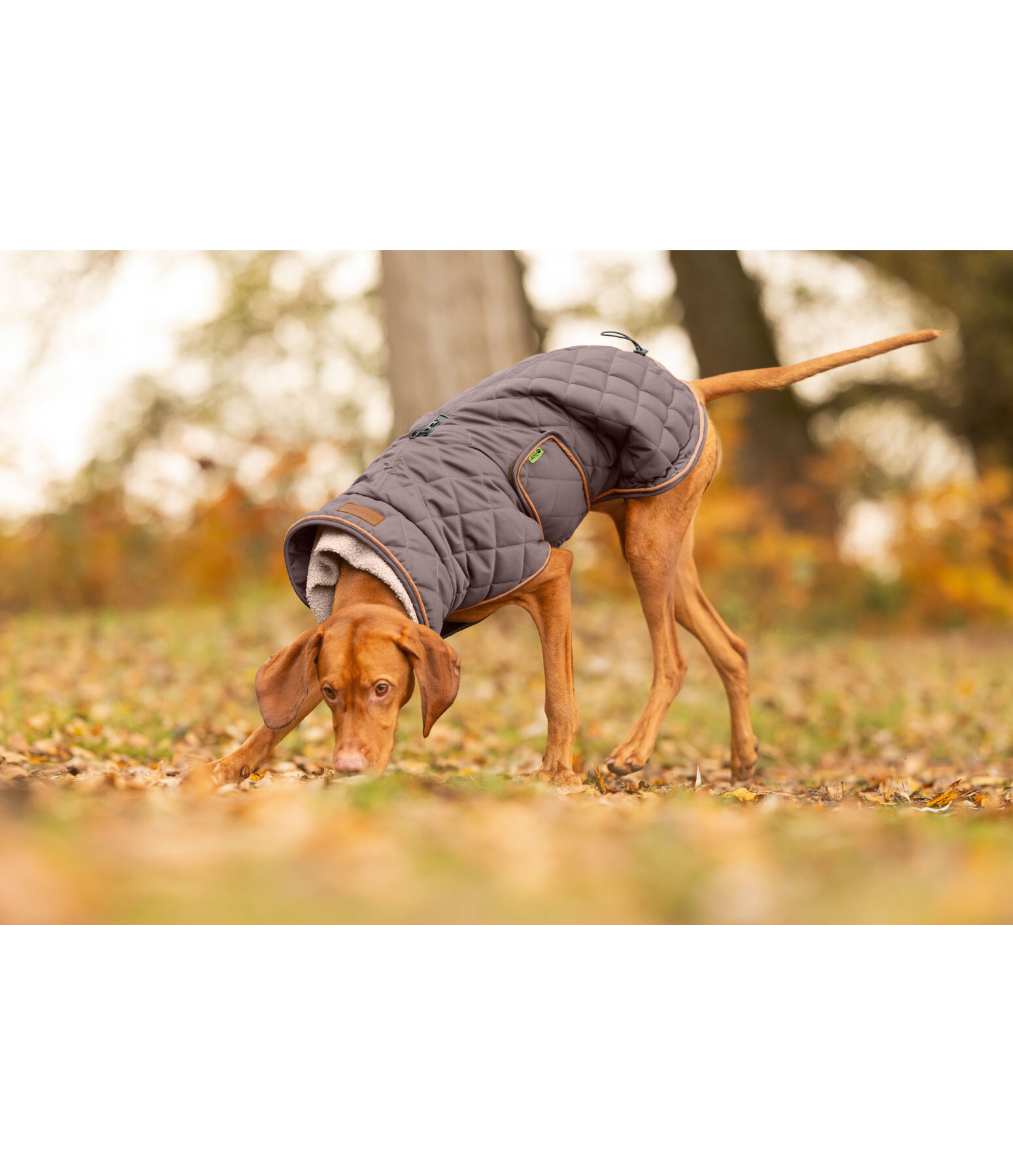 Quilted Dog Coat with Teddy Fleece Lining Holly
