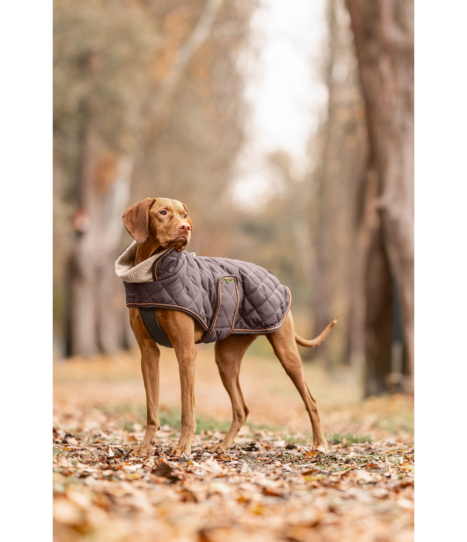 Quilted Dog Coat with Teddy Fleece Lining Holly