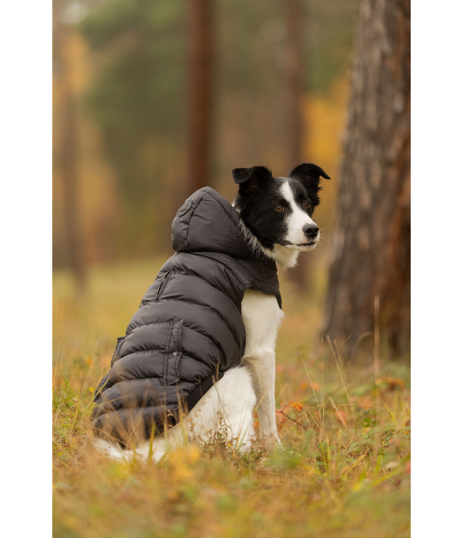 Lightweight Thermal Dog Jacket Anton