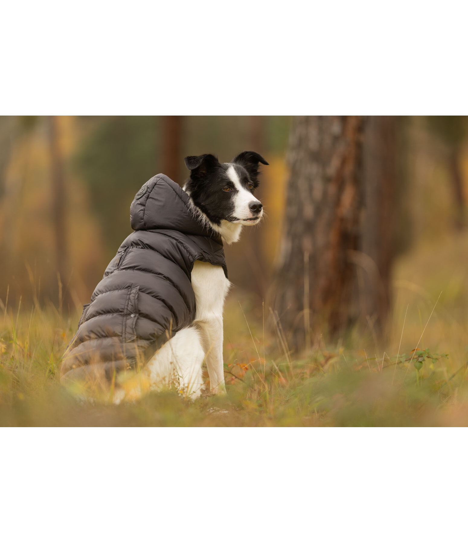 Lightweight Thermal Dog Jacket Anton
