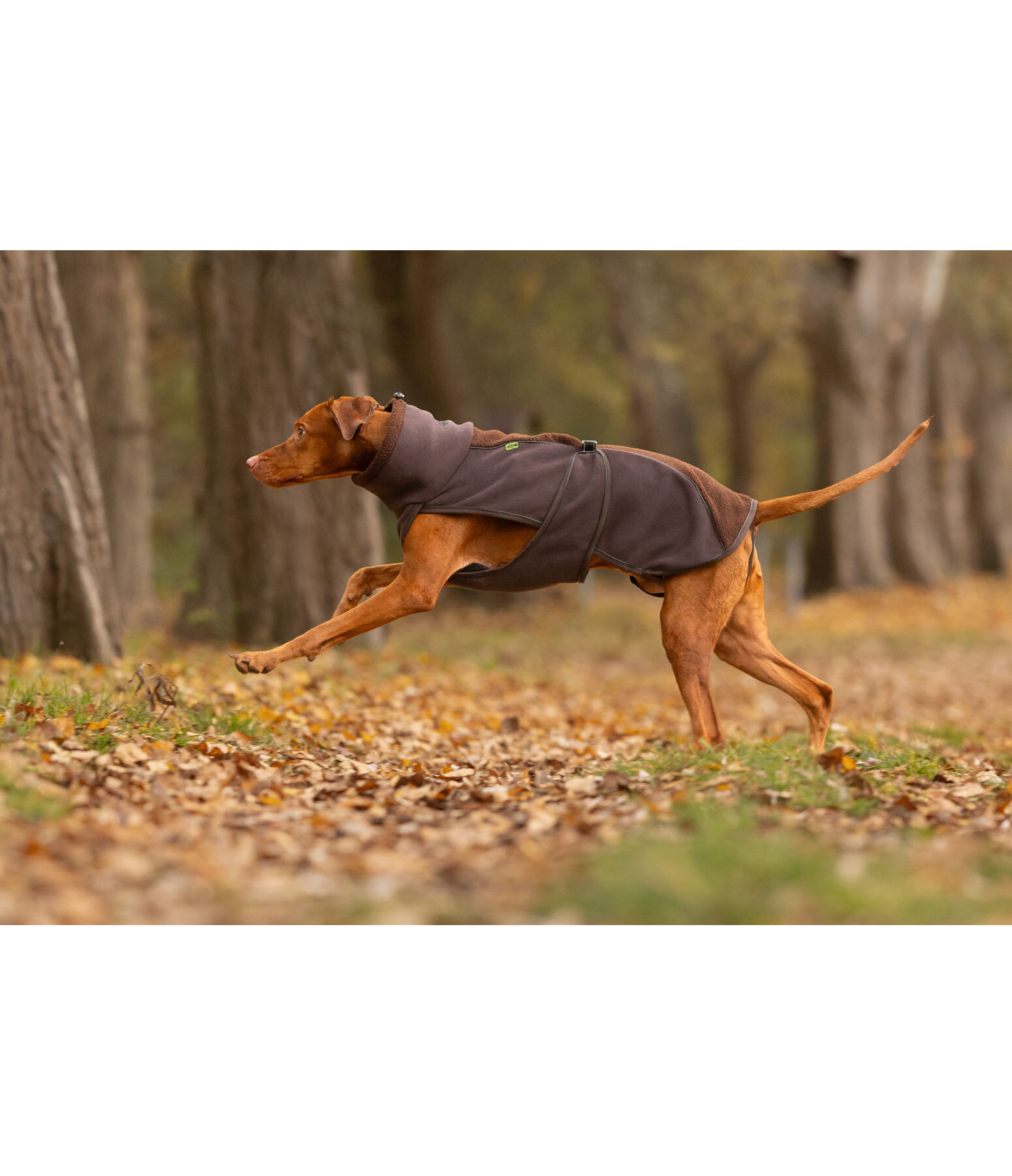 Teddy Fleece Dog Coat Frido