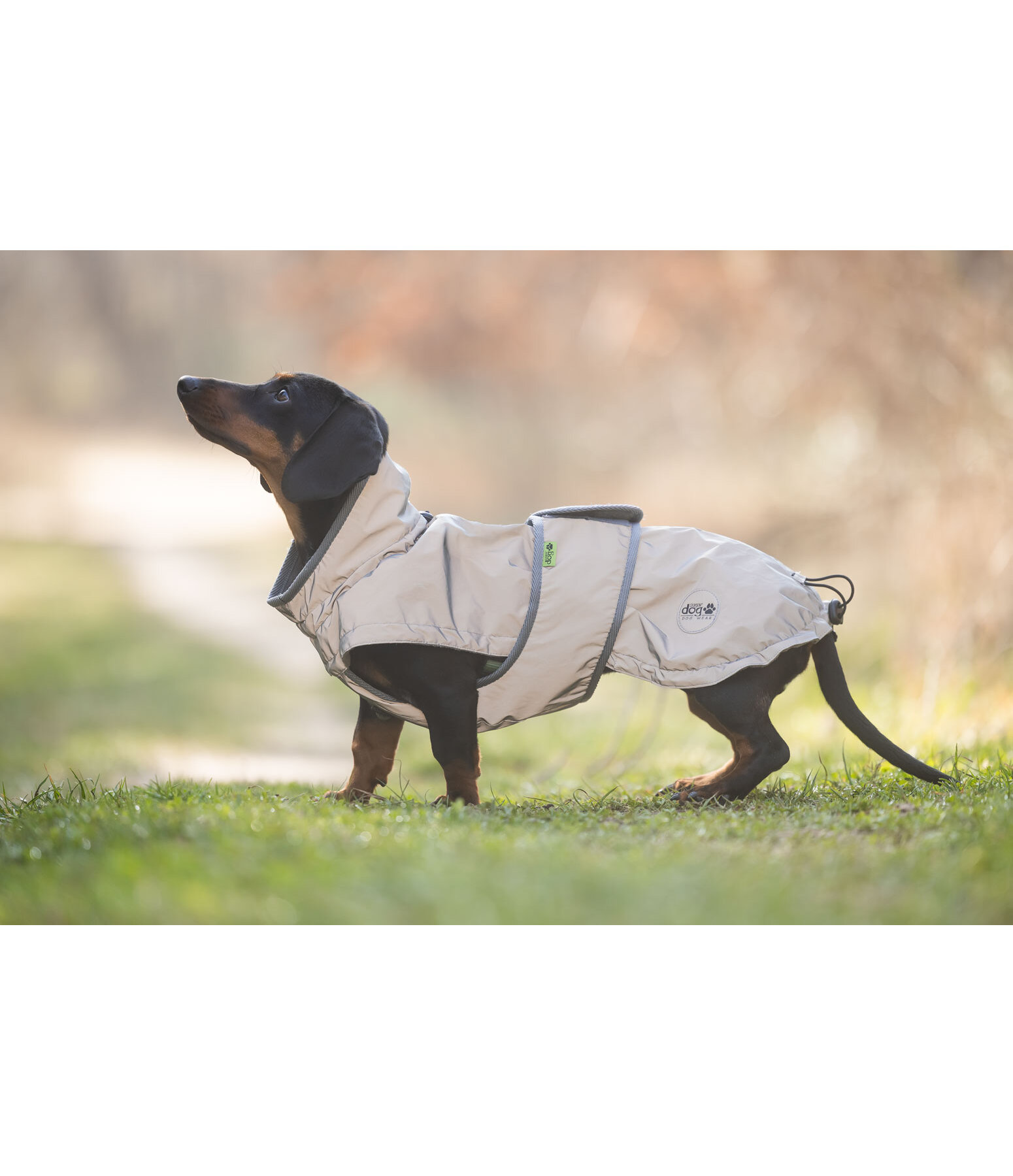 Dachshund Hi-Vis Coat George with Fleece Lining