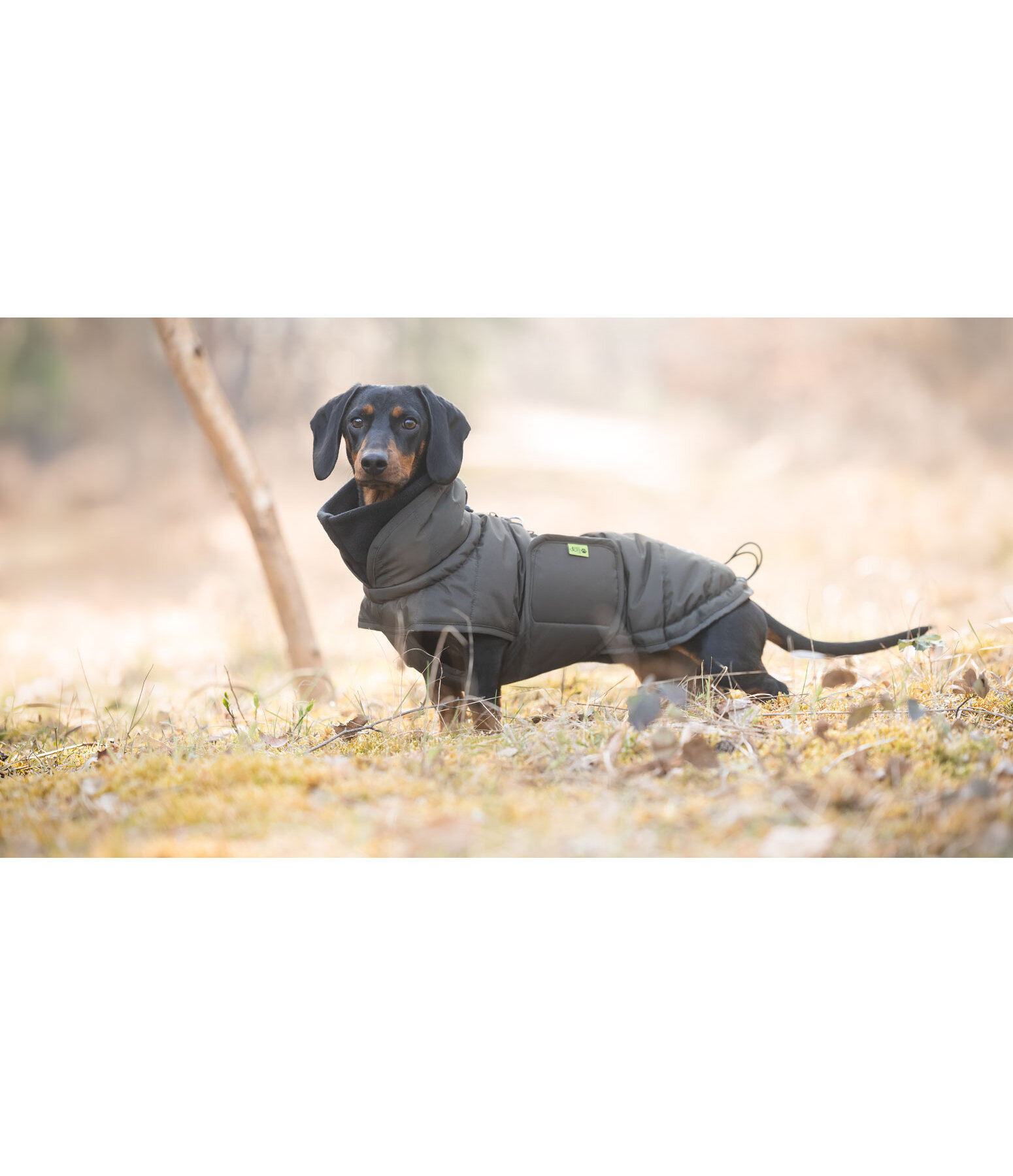 Dachshund Winter Coat Henry, 200g