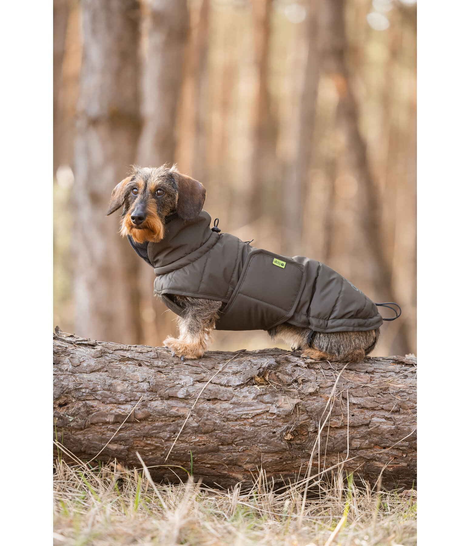 Dachshund Winter Coat Henry, 200g