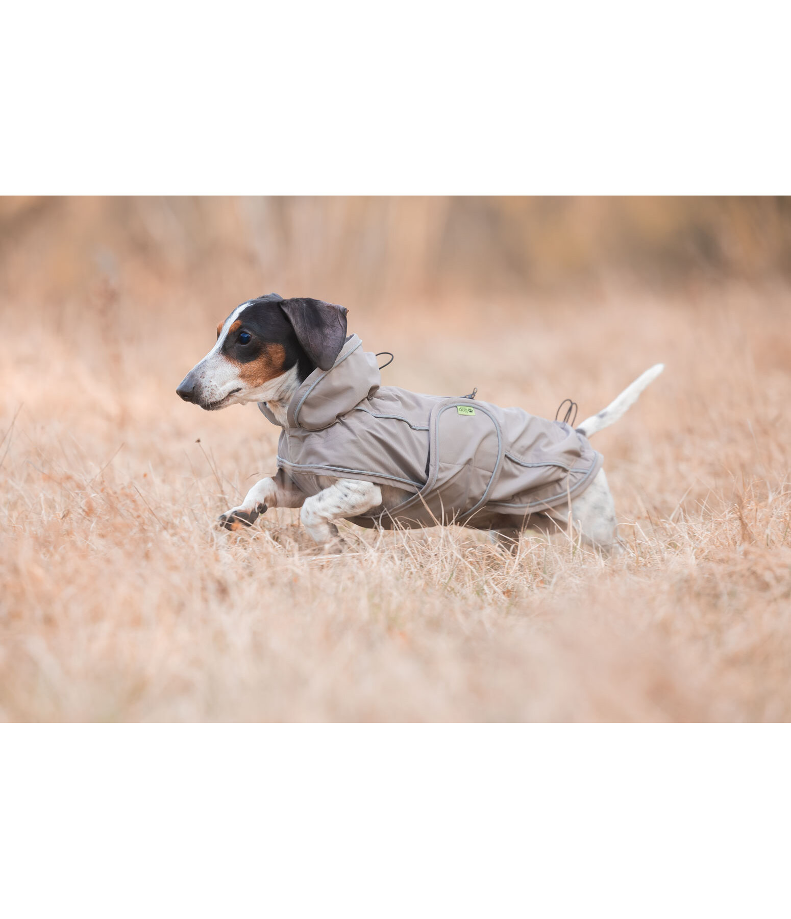 Dachshund Raincoat Winston