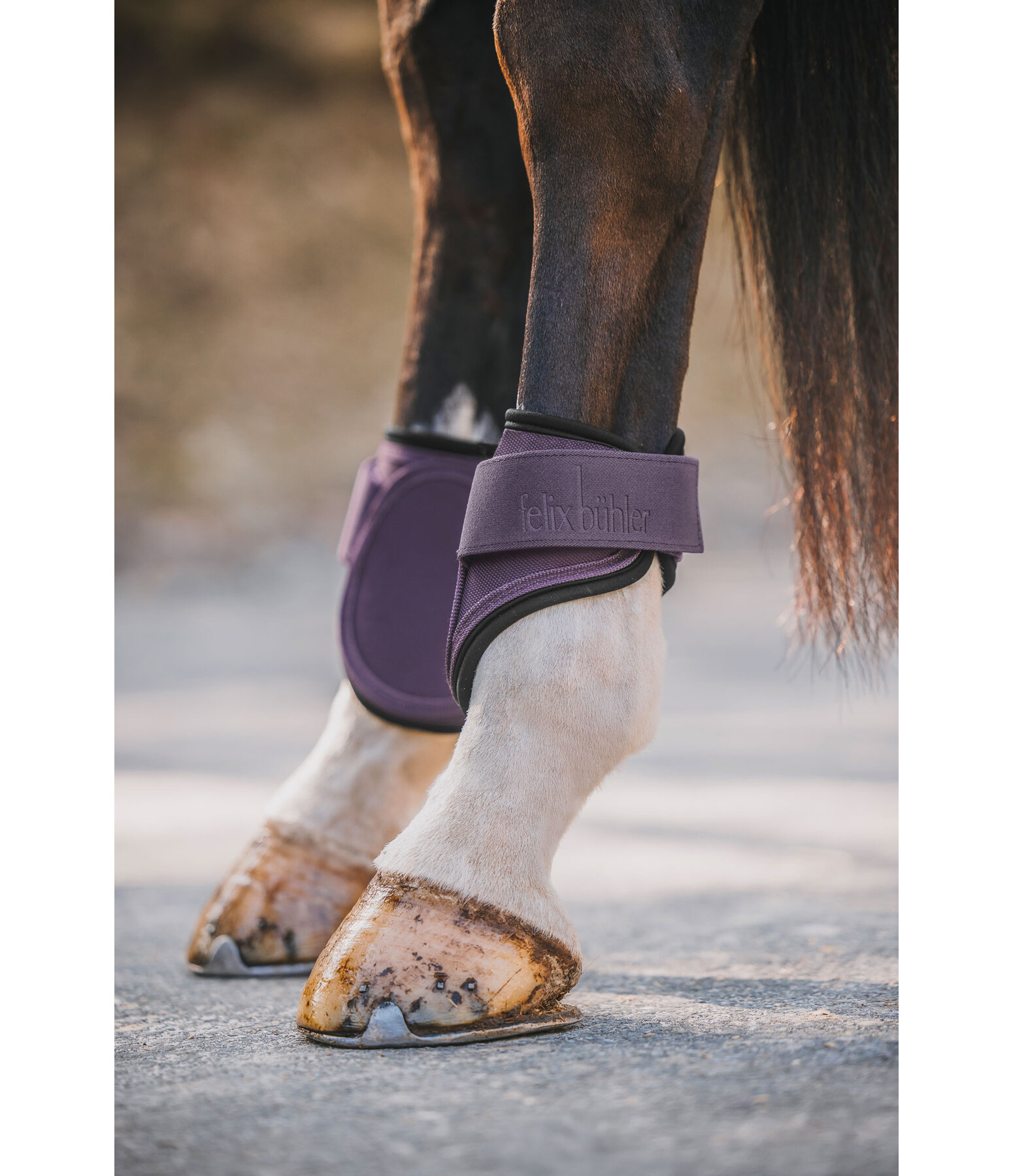 Fetlock Boots Sophistication