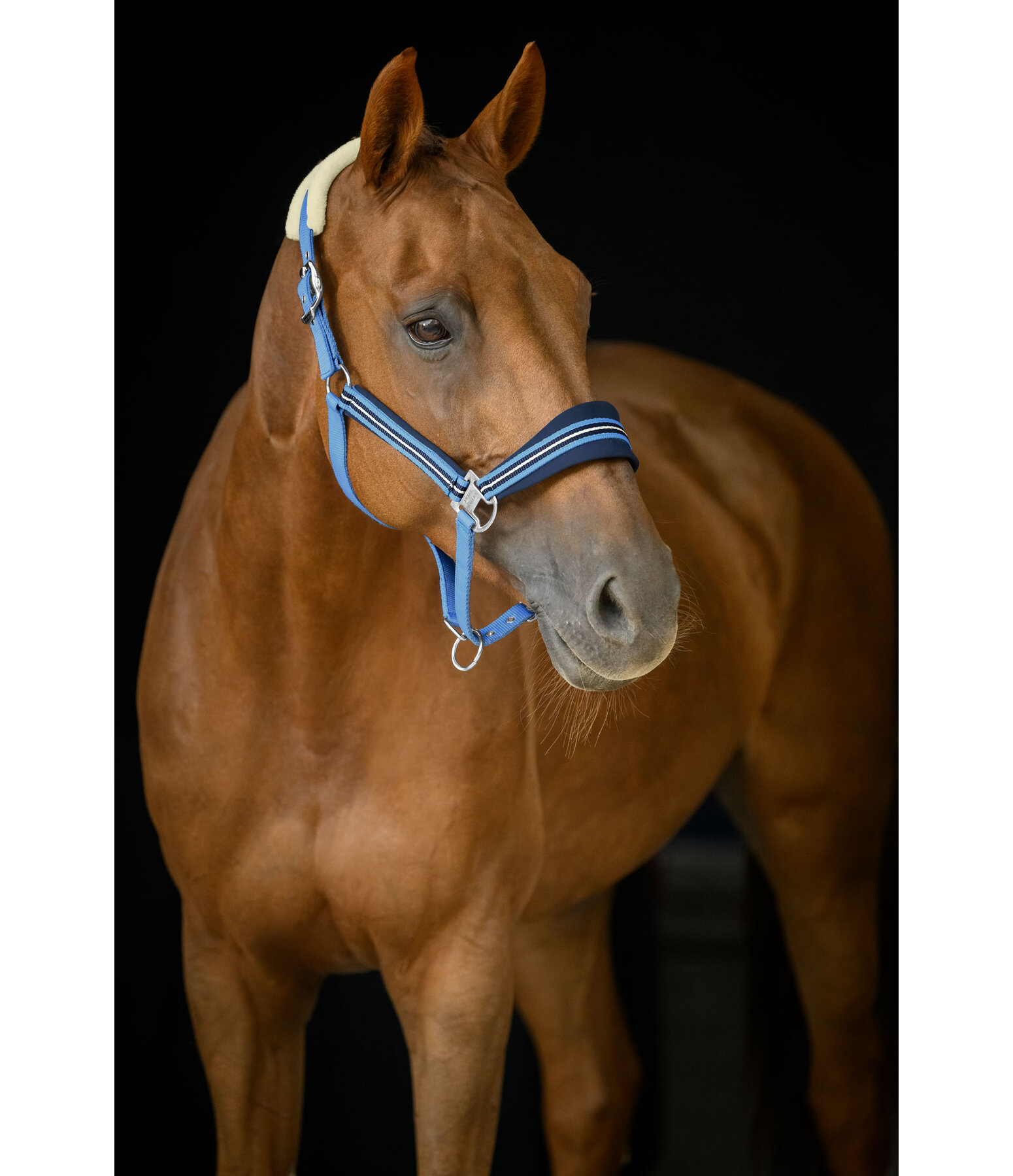 Headcollar Swiss Design
