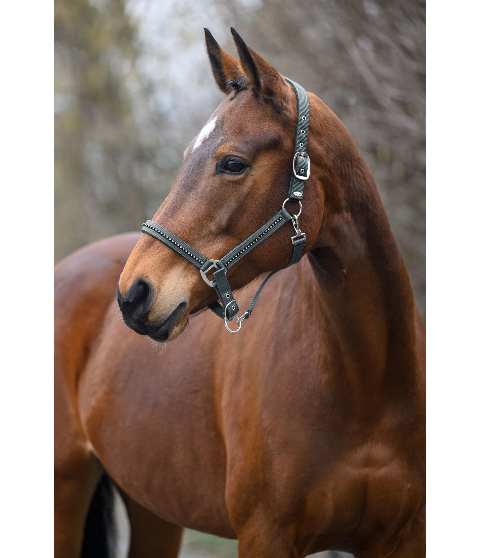 Headcollar Brilliant