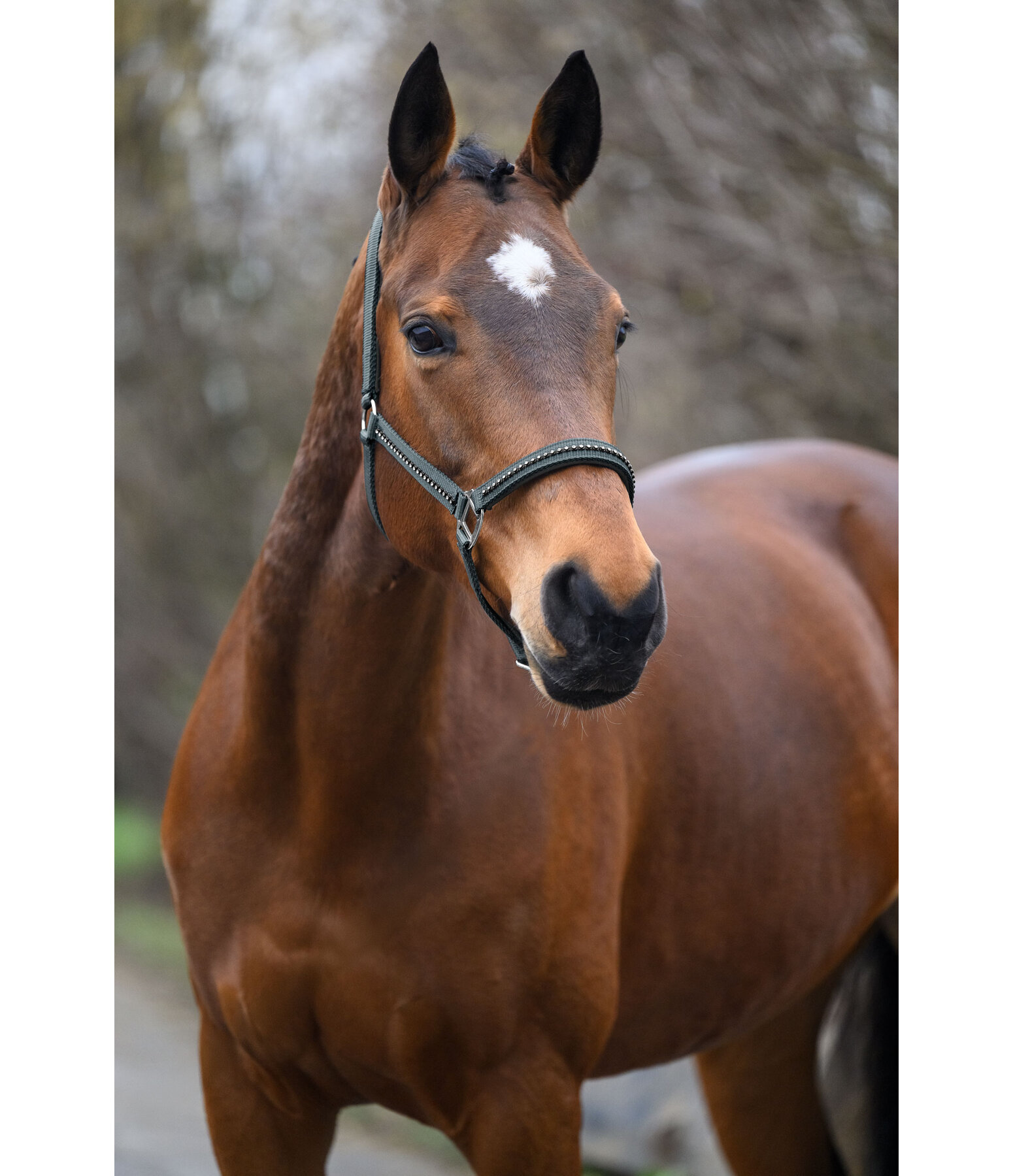 Headcollar Brilliant