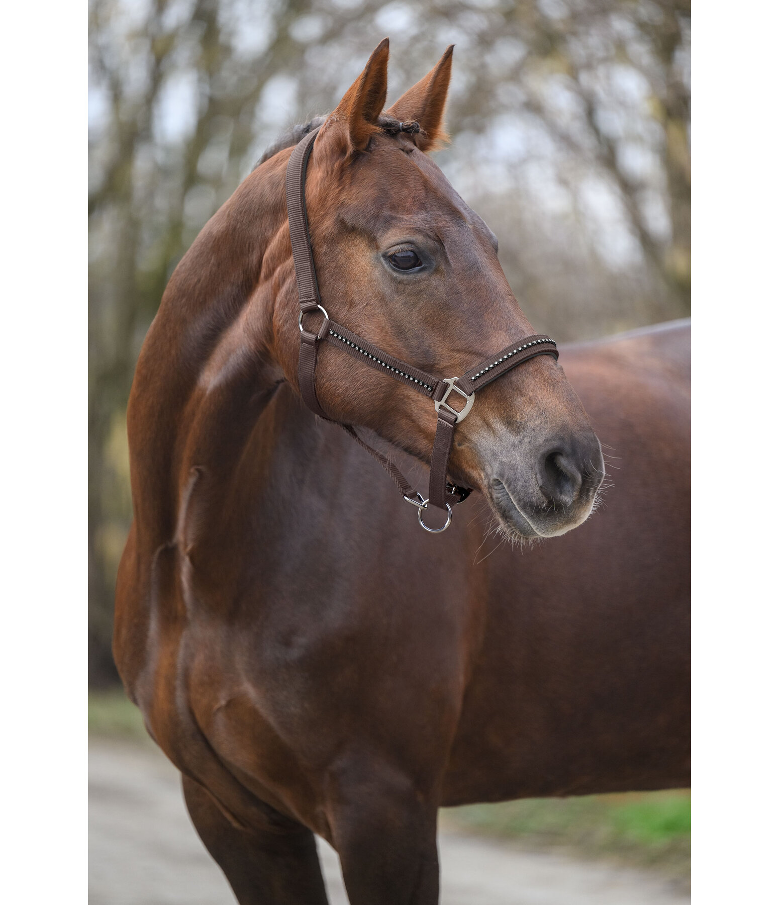 Headcollar Brilliant