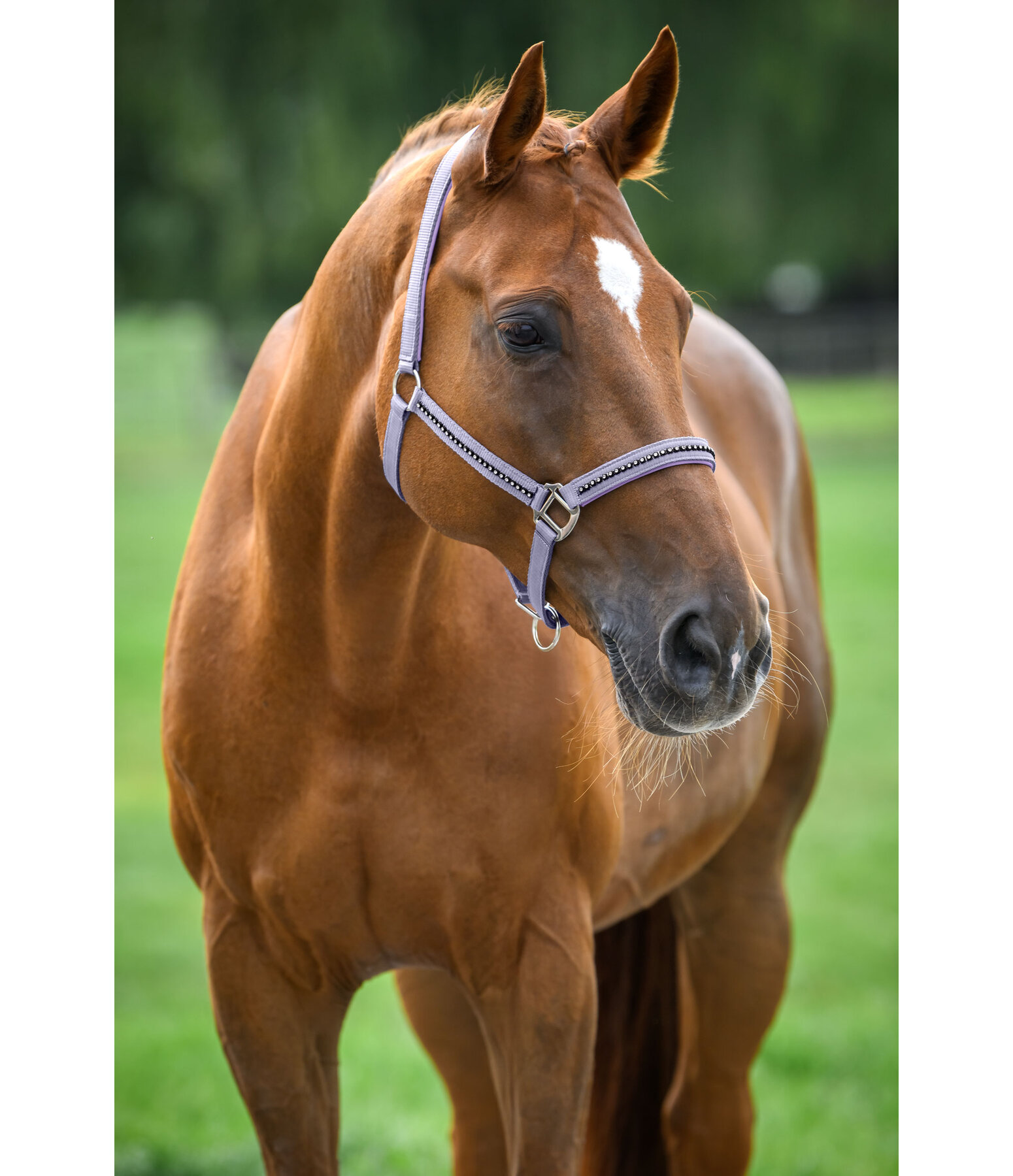 Headcollar Brilliant