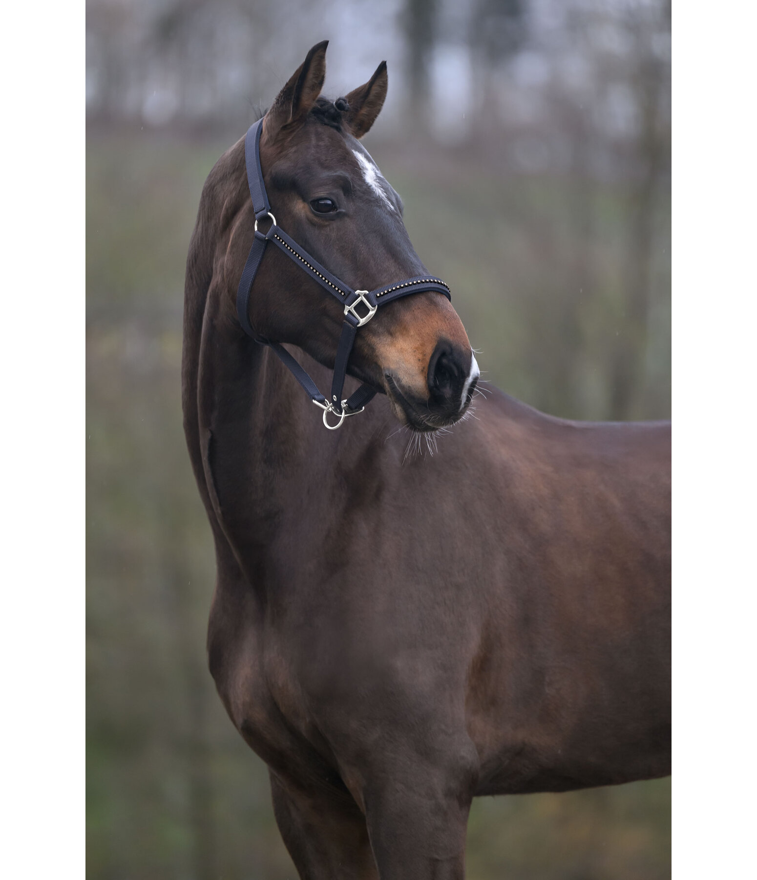 Headcollar Brilliant