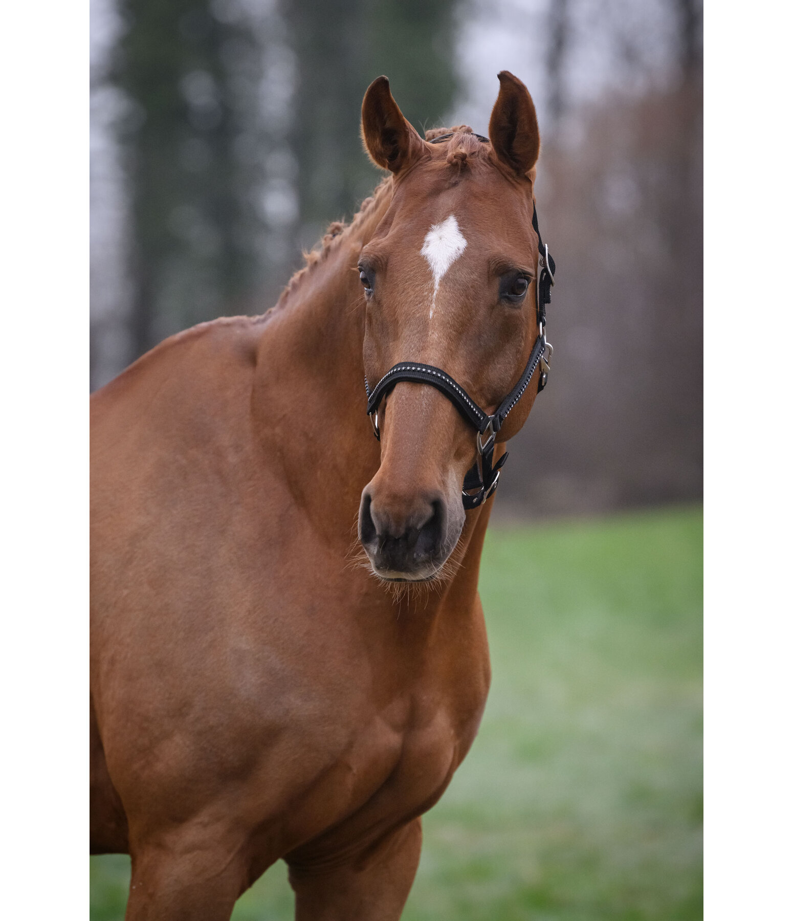 Headcollar Brilliant