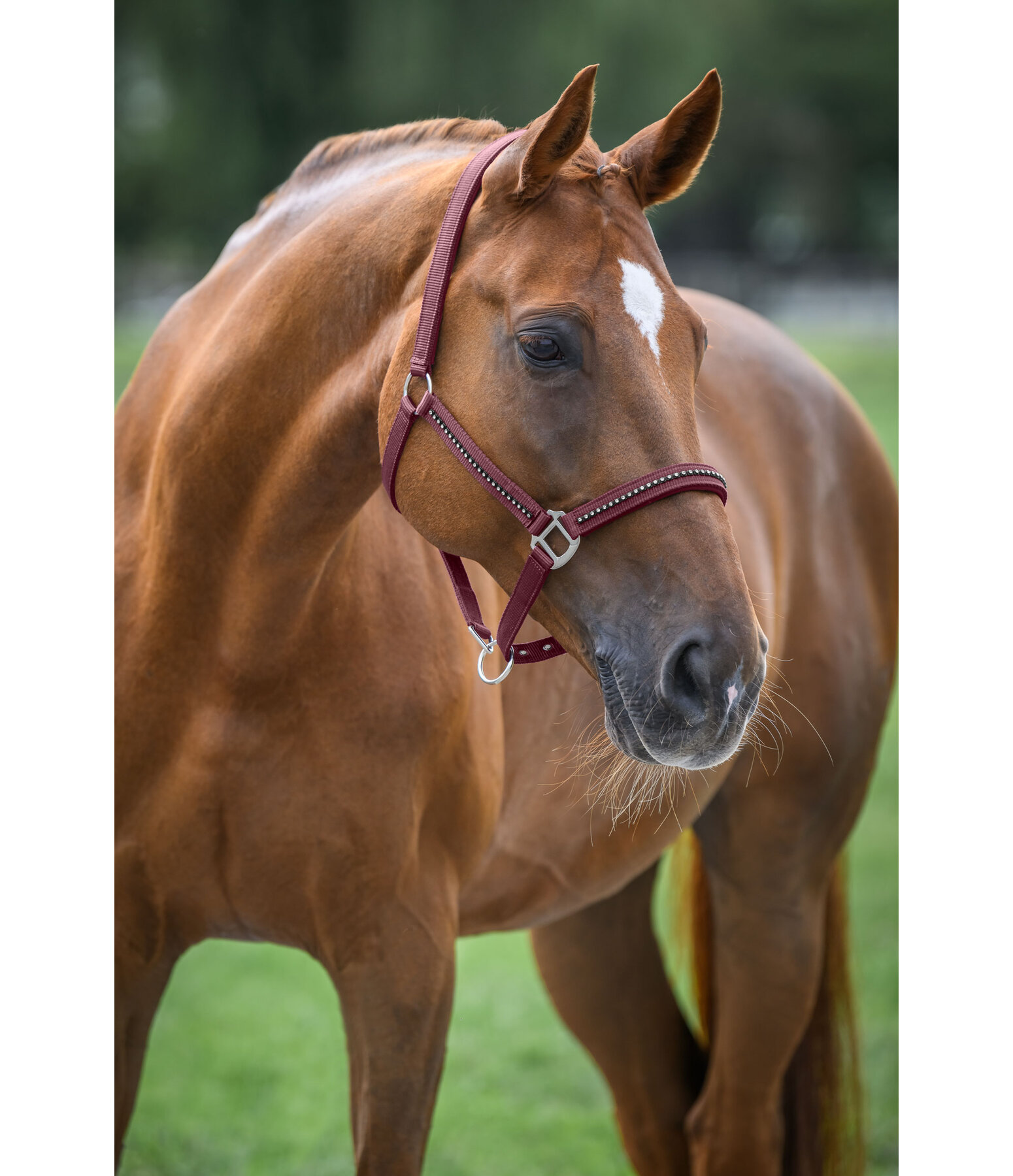Headcollar Brilliant