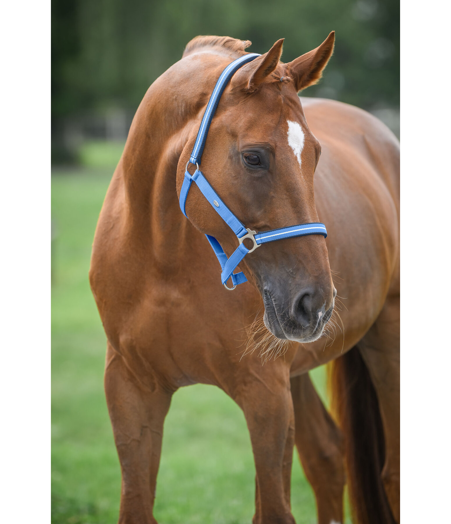 Headcollar Primary