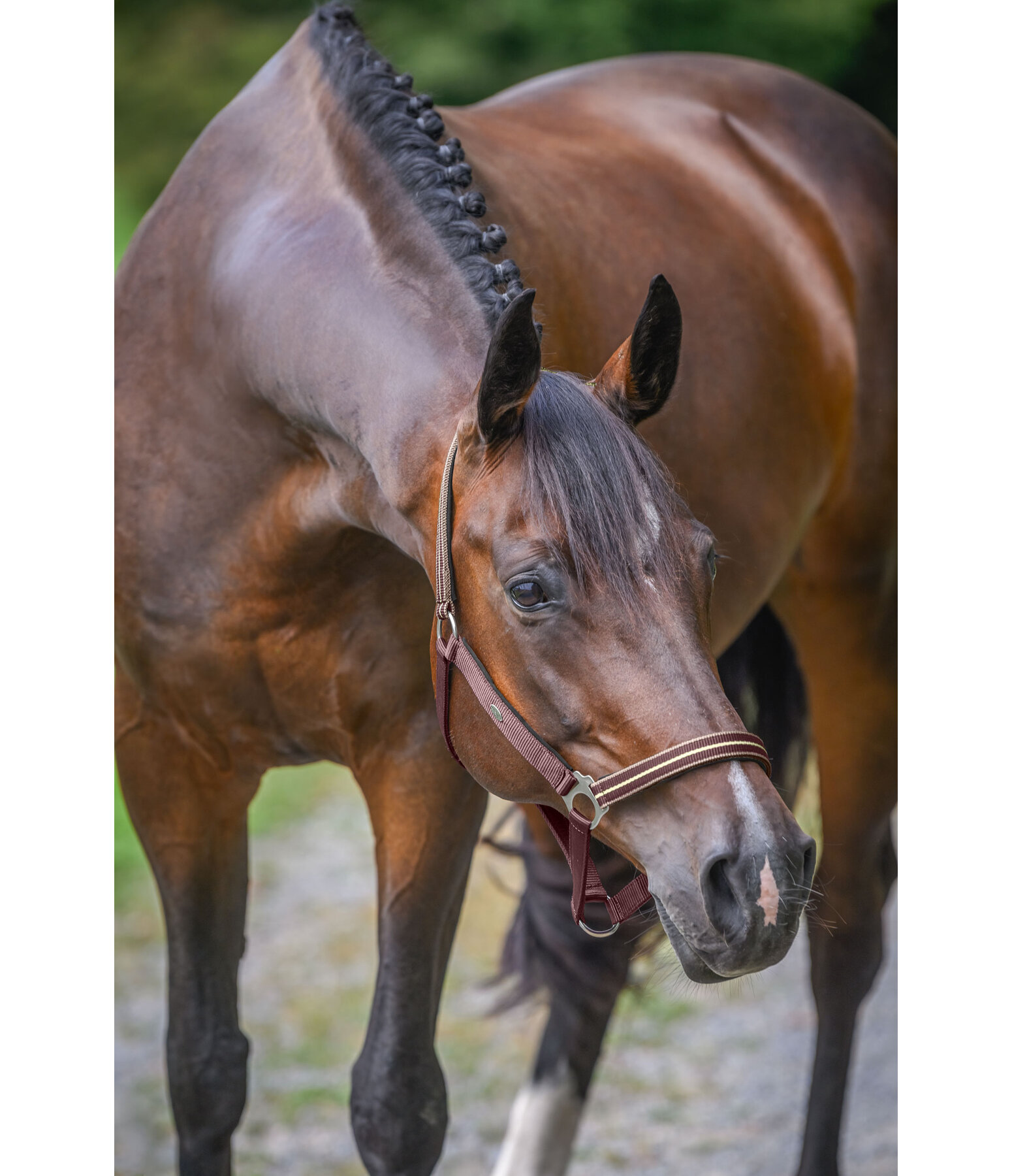 Headcollar Primary