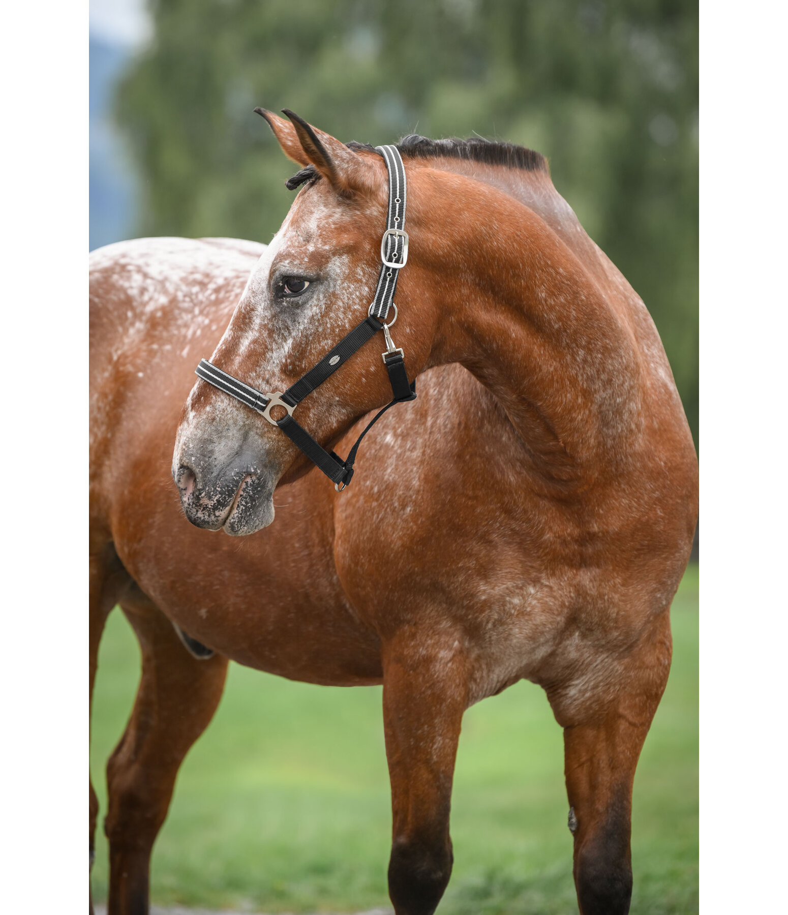 Headcollar Primary