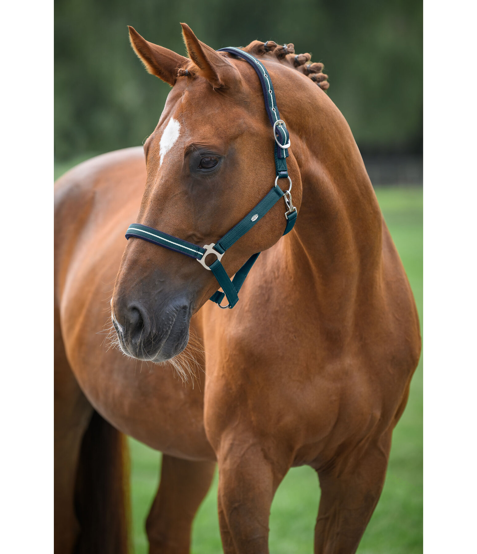 Headcollar Primary